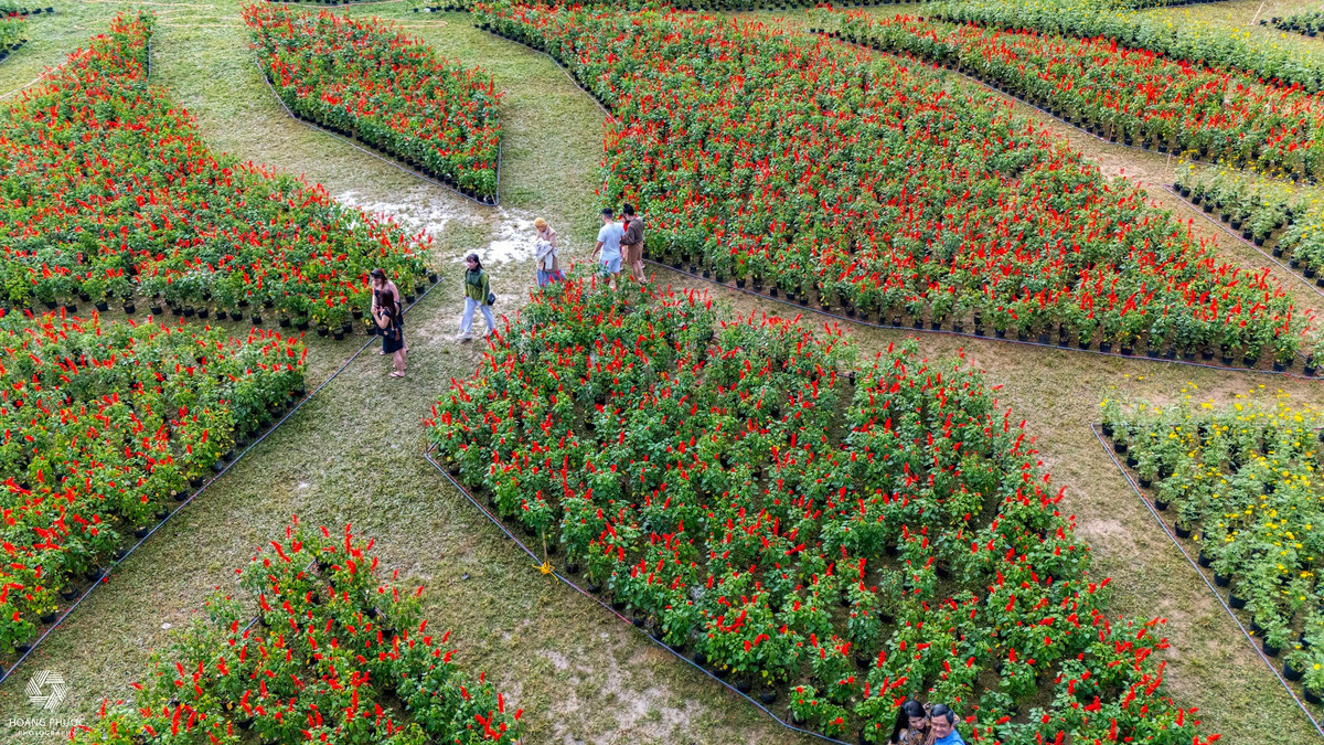 Không chỉ gây ấn tượng bởi quy mô, đóa sen khổng lồ còn mang ý nghĩa biểu tượng sâu sắc. Hoa sen vốn gắn liền với hình ảnh thuần khiết, thanh cao, rất phù hợp với tinh thần văn hóa Huế. Việc lựa chọn hình tượng này để trang trí Tết giữa Kinh thành được xem là cách kể câu chuyện mùa xuân đầy tinh tế, vừa tôn vinh giá trị truyền thống, vừa tạo điểm nhấn mới mẻ cho không gian di sản. Ảnh Hoàng Phước