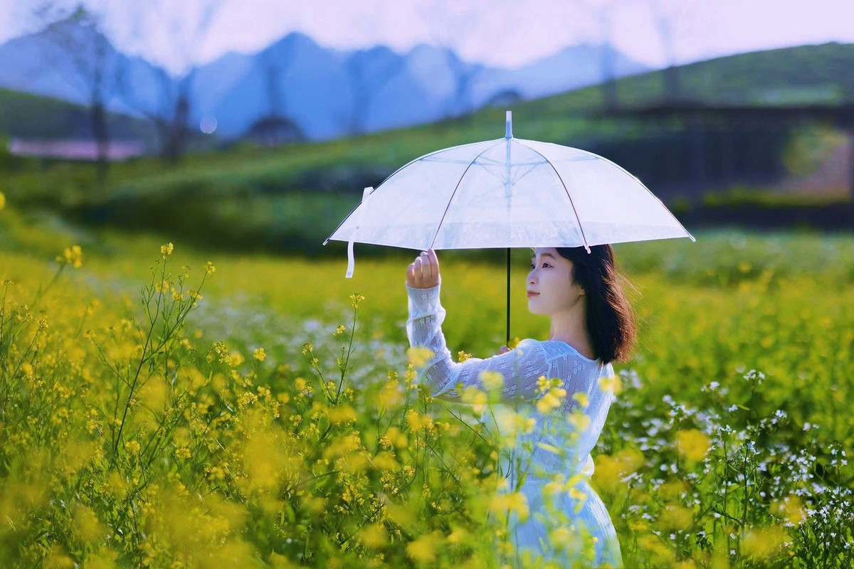 Khác với những ruộng cải trồng thẳng hàng, cải vàng ở vùng cao nguyên được người dân gieo rải xen kẽ giữa rừng thông, bên nương chè, ven lối đi và sát chân núi, vì thế sắc vàng hiện lên tự nhiên, mềm mại, tạo nền cảnh rộng và giàu chiều sâu. Ảnh Lỏi Tươi Farm