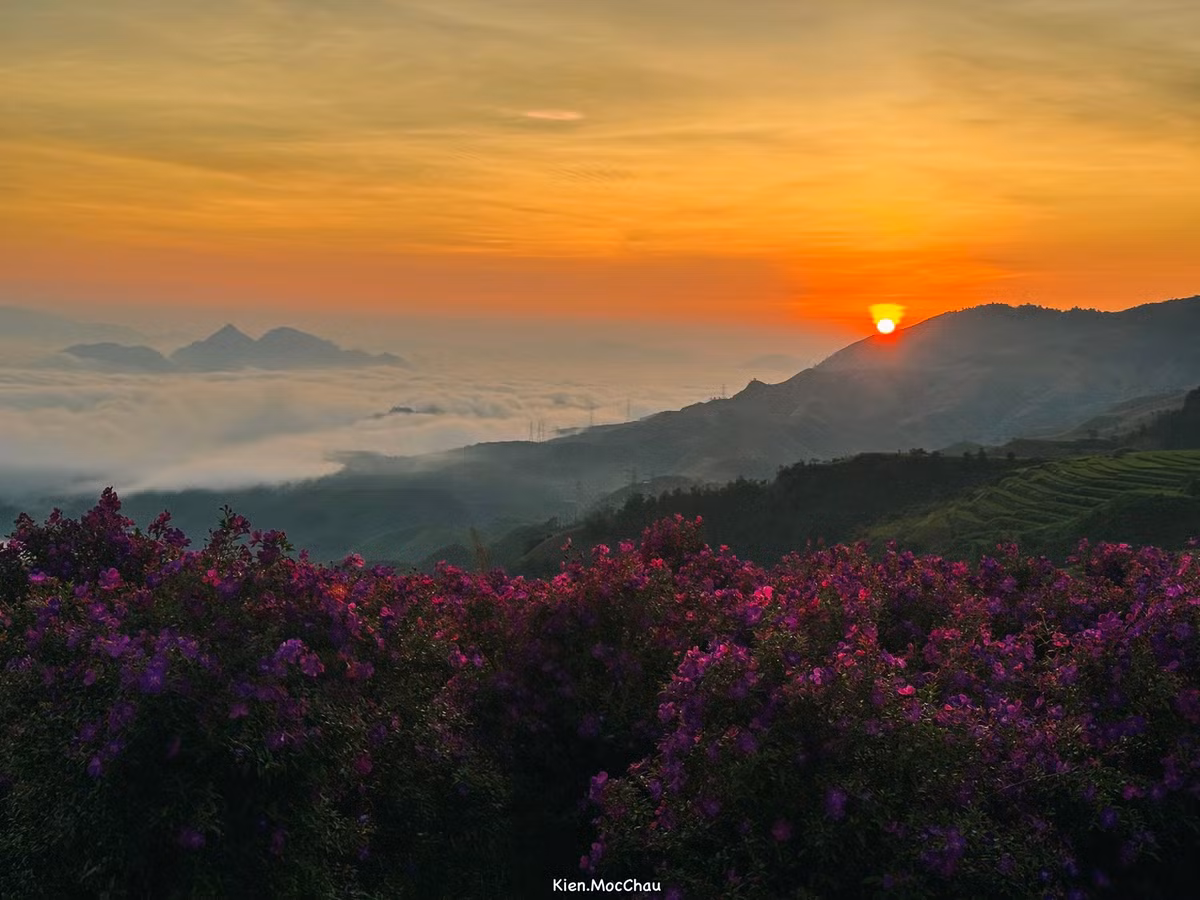 Mùa hoa kéo dài khoảng 2 tuần, là thời điểm vàng để du khách ghi lại những bức ảnh “sống ảo” ấn tượng. Ảnh Quang Kiên