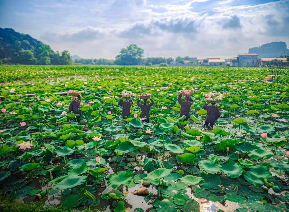 Giữa những ngày hè oi ả, một chuyến đi về miền di sản Ninh Bình ngắm sen nở dưới chân núi đá, hít hà hương thơm nhẹ dịu và lắng nghe tiếng gió vi vu qua rặng núi sẽ là trải nghiệm đáng nhớ cho những ai muốn “sống chậm” và kết nối sâu hơn với thiên nhiên. Ảnh Nguyễn Khánh Vũ Khoa