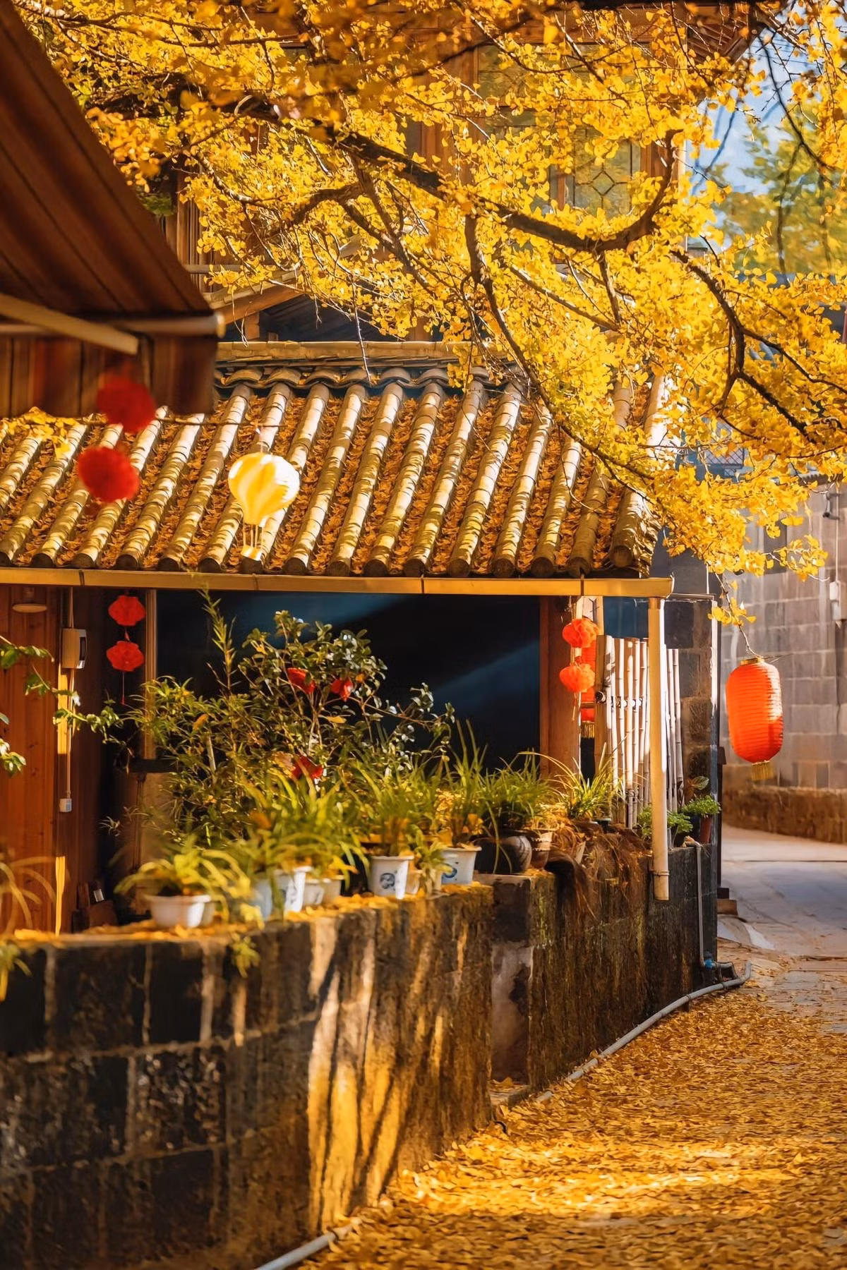 Những ngôi nhà gỗ sơn mộc mạc, mái ngói rêu phong xen lẫn giữa tán lá vàng rực rỡ, tạo nên khung cảnh như tranh vẽ. Ảnh Đào Ngọc Huyền Thư