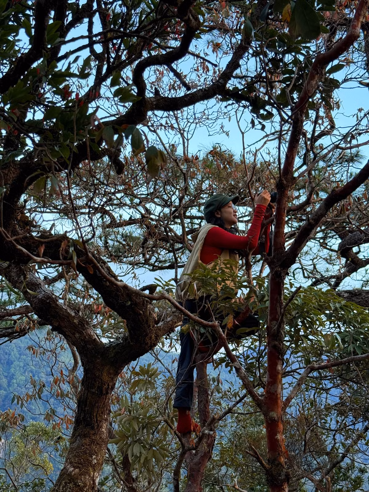 Rời rừng rêu, cung đường tiếp tục mở ra giữa rừng trúc xanh mướt. Ánh nắng len lỏi qua từng kẽ lá, hắt xuống mặt đất những vệt sáng lung linh. Đây là đoạn đường mang đến cảm giác nhẹ nhàng hơn, đủ để người leo núi nghỉ chân, hít căng lồng ngực bầu không khí trong lành và lưu lại những khung hình ấn tượng giữa thiên nhiên hoang sơ. Ảnh NP Lê Na