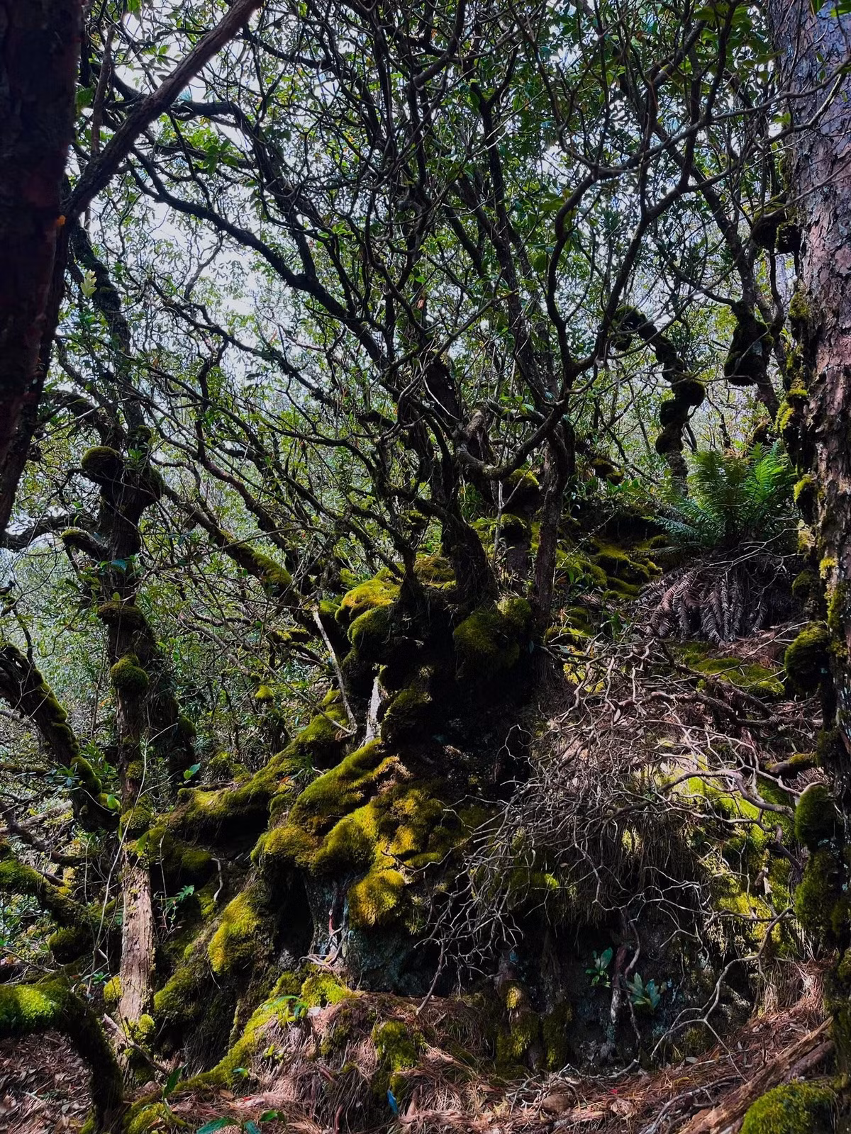 Giữa không gian tĩnh lặng, những thân cây cổ thụ phủ dày lớp rêu xanh mướt, từng tảng đá ẩm mềm trong làn sương mỏng tạo nên khung cảnh huyền ảo như bước ra từ cổ tích. Tiếng chim hót xen lẫn tiếng gió rì rào qua tán lá khiến mọi mệt nhọc dường như tan biến. Ảnh Trung Thích Đi