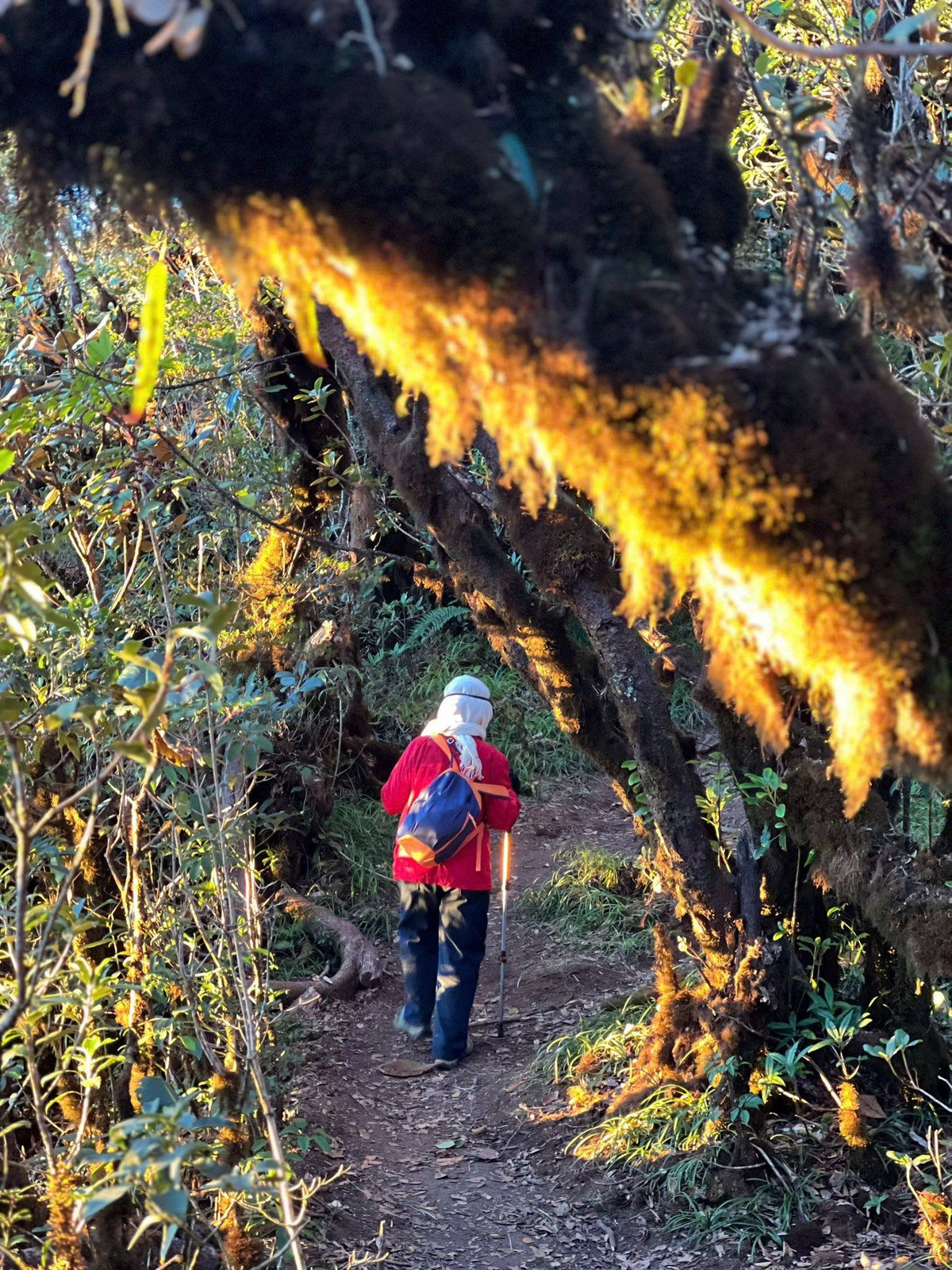 Theo chia sẻ của bạn Trang Cù trong Phượt Luôn Group, vào cuối tháng 10/2025, cô Lan đăng ký tham gia tour leo núi Lảo Thẩn. Điều khiến ban tổ chức và các thành viên ngạc nhiên không phải chỉ vì cô đã gần 70 tuổi, mà bởi cô đi… một mình. Không con cháu đi cùng, thậm chí cô cũng không nói với gia đình về chuyến đi này.