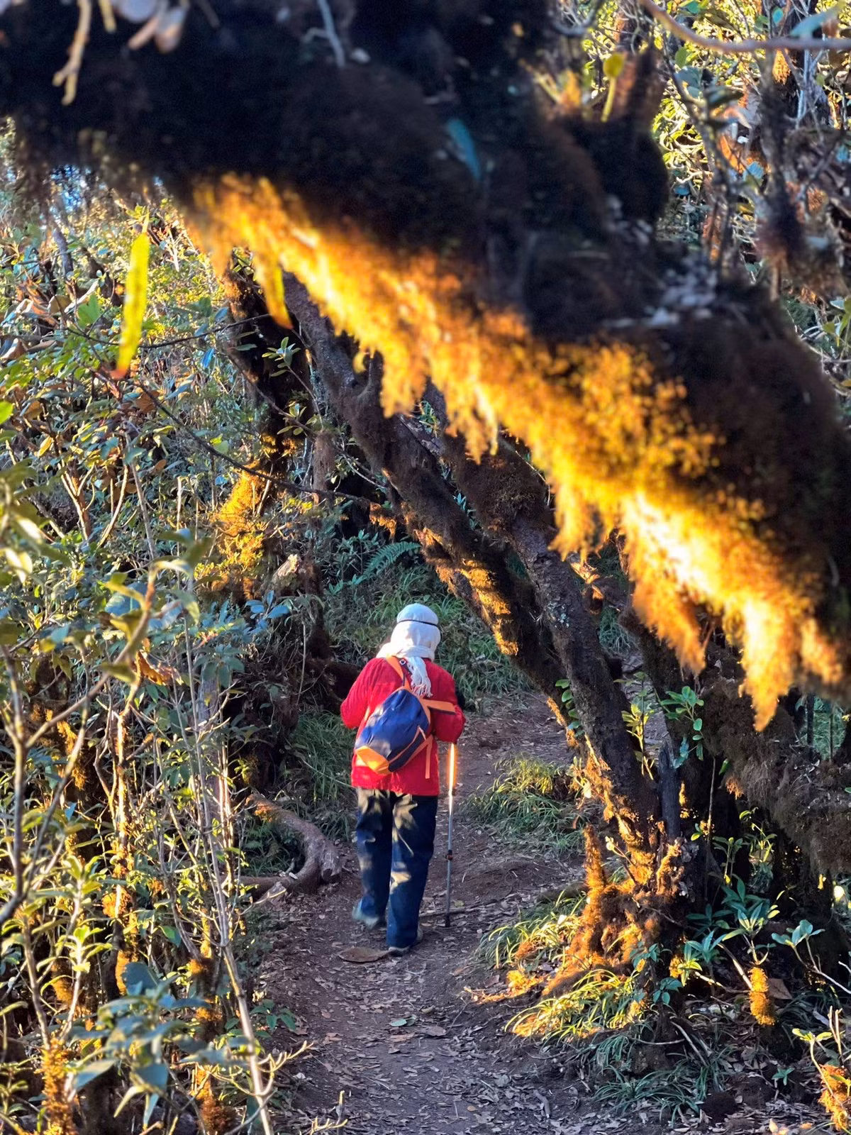 Theo chia sẻ của bạn Trang Cù trong Phượt Luôn Group, vào cuối tháng 10/2025, cô Lan đăng ký tham gia tour leo núi Lảo Thẩn. Điều khiến ban tổ chức và các thành viên ngạc nhiên không phải chỉ vì cô đã gần 70 tuổi, mà bởi cô đi… một mình. Không con cháu đi cùng, thậm chí cô cũng không nói với gia đình về chuyến đi này.