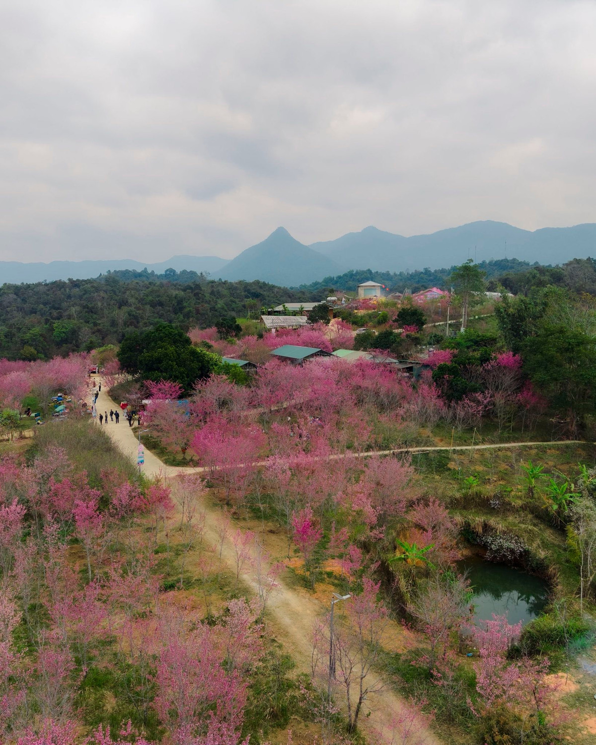 Những ngày này, người dân và du khách tranh thủ ghi lại khoảnh khắc hoa anh đào nở rộ. Thời điểm sáng sớm hoặc xế chiều được xem là lúc đẹp nhất để chụp ảnh, khi ánh nắng nhẹ hòa cùng sắc hồng dịu dàng của hoa, tạo nên khung hình giàu cảm xúc.
