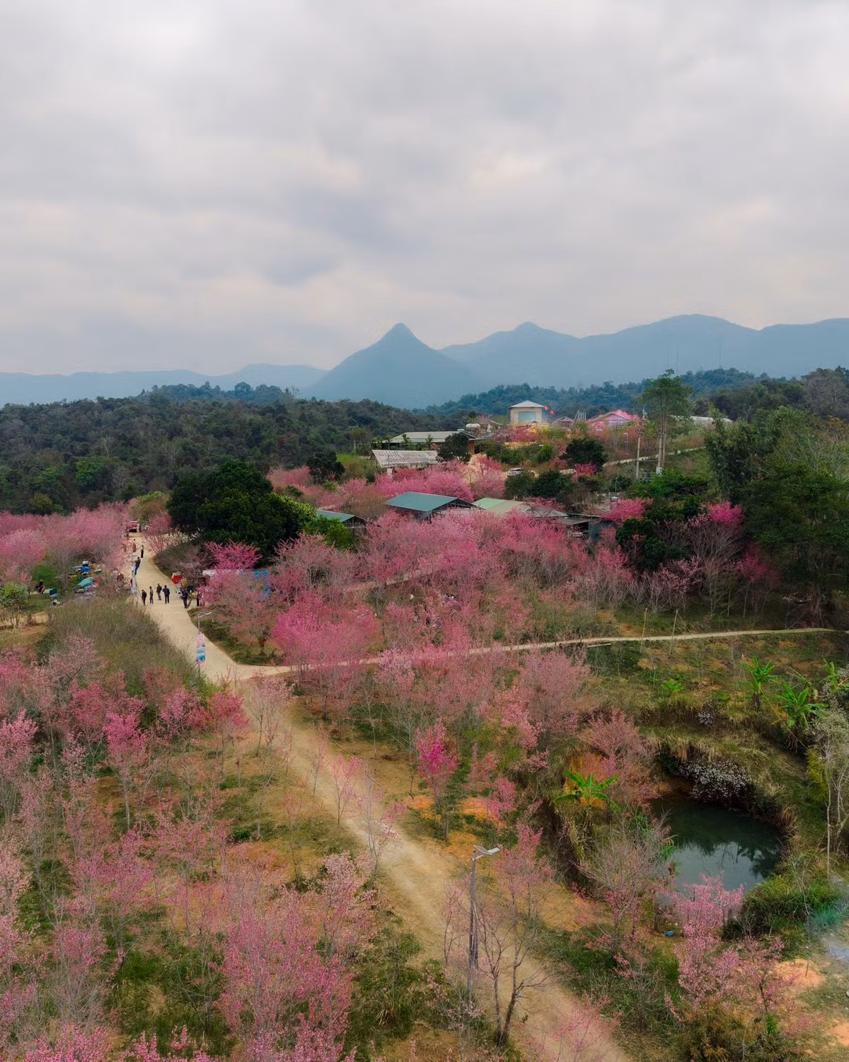 Những ngày này, người dân và du khách tranh thủ ghi lại khoảnh khắc hoa anh đào nở rộ. Thời điểm sáng sớm hoặc xế chiều được xem là lúc đẹp nhất để chụp ảnh, khi ánh nắng nhẹ hòa cùng sắc hồng dịu dàng của hoa, tạo nên khung hình giàu cảm xúc.