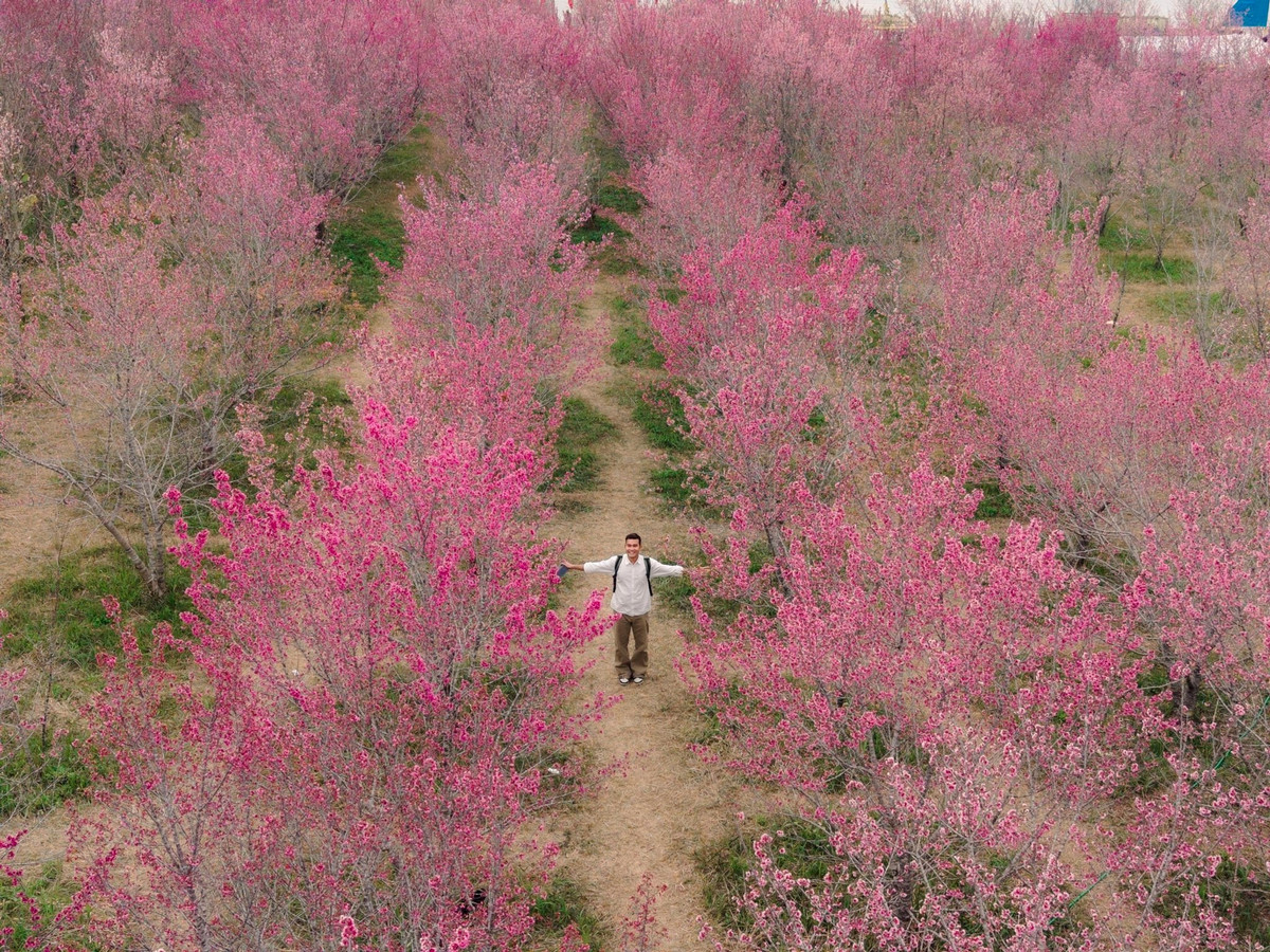 Cách trung tâm hành chính tỉnh Điện Biên khoảng 20km, đảo hoa anh đào Mường Phăng hiện lên như một “ốc đảo hồng” giữa đại ngàn. Nằm ở độ cao hơn 1.000m so với mực nước biển, khu vực này có khí hậu mát mẻ, trong lành quanh năm. Với diện tích hơn 7ha, nơi đây quy tụ trên 20 giống hoa anh đào và nhiều loài cây bản địa, tạo nên không gian sinh thái hài hòa giữa núi rừng và sông nước.