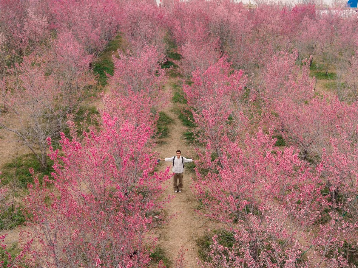 Cách trung tâm hành chính tỉnh Điện Biên khoảng 20km, đảo hoa anh đào Mường Phăng hiện lên như một “ốc đảo hồng” giữa đại ngàn. Nằm ở độ cao hơn 1.000m so với mực nước biển, khu vực này có khí hậu mát mẻ, trong lành quanh năm. Với diện tích hơn 7ha, nơi đây quy tụ trên 20 giống hoa anh đào và nhiều loài cây bản địa, tạo nên không gian sinh thái hài hòa giữa núi rừng và sông nước.