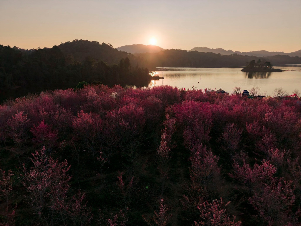 Dù lựa chọn hình thức nào, thời điểm hoa anh đào bung nở ở Mường Phăng vẫn được xem là “mùa vàng” hiếm có trong năm. Chỉ kéo dài trong vài tuần ngắn ngủi, sắc hoa hồng phớt giữa đại ngàn Tây Bắc không chỉ mang đến trải nghiệm thị giác ấn tượng, mà còn mở ra cơ hội để du lịch Điện Biên từng bước khẳng định sức hút mới – nhẹ nhàng, lãng mạn và giàu bản sắc.
