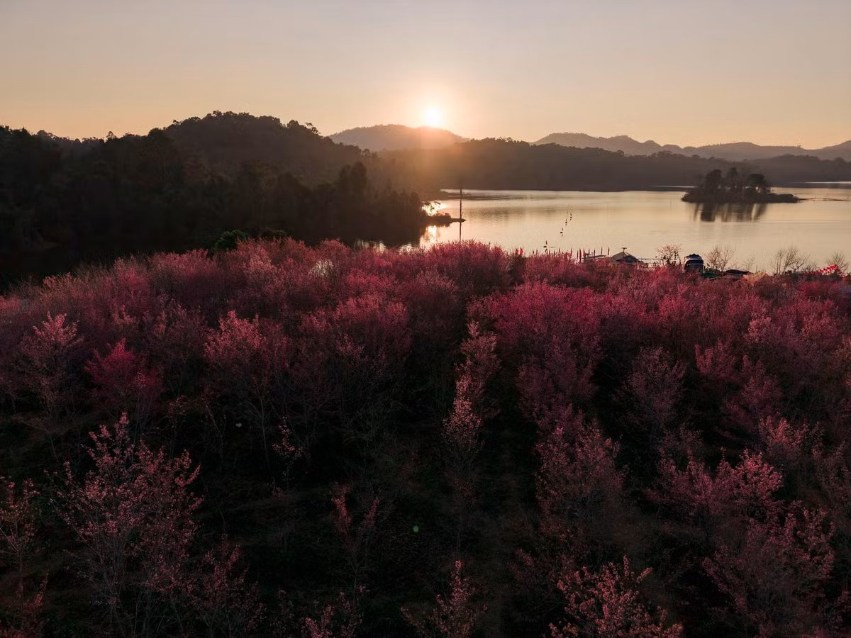Dù lựa chọn hình thức nào, thời điểm hoa anh đào bung nở ở Mường Phăng vẫn được xem là “mùa vàng” hiếm có trong năm. Chỉ kéo dài trong vài tuần ngắn ngủi, sắc hoa hồng phớt giữa đại ngàn Tây Bắc không chỉ mang đến trải nghiệm thị giác ấn tượng, mà còn mở ra cơ hội để du lịch Điện Biên từng bước khẳng định sức hút mới – nhẹ nhàng, lãng mạn và giàu bản sắc.
