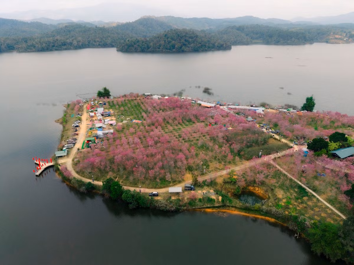 Những ngày đầu năm, khi tiết trời Tây Bắc còn se lạnh, đảo hoa anh đào giữa lòng hồ Pá Khoang (xã Mường Phăng, tỉnh Điện Biên) bước vào thời điểm đẹp nhất trong năm. Sắc hồng của hoa đồng loạt bung nở, phủ kín các sườn đồi, soi bóng xuống mặt hồ xanh biếc, tạo nên bức tranh thiên nhiên lãng mạn hiếm thấy, thu hút đông đảo người dân và du khách tìm về thưởng ngoạn.