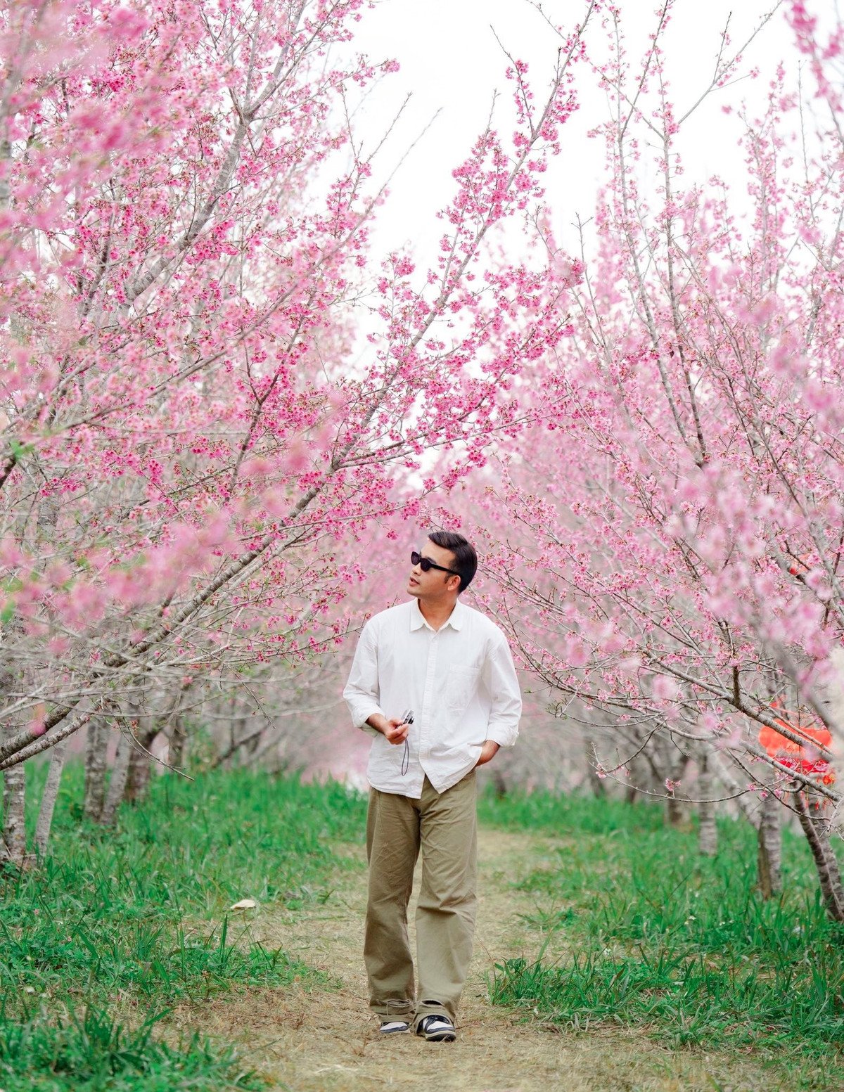 Đi tự túc cho phép du khách nán lại lâu hơn ở những góc chụp yêu thích, dễ dàng “săn” khoảnh khắc bình minh hay hoàng hôn – thời điểm hoa anh đào đẹp nhất trong ngày. Chi phí cũng linh hoạt, chỉ dao động từ vài trăm nghìn đến hơn 1 triệu đồng/người, tùy lựa chọn ăn uống và lưu trú.