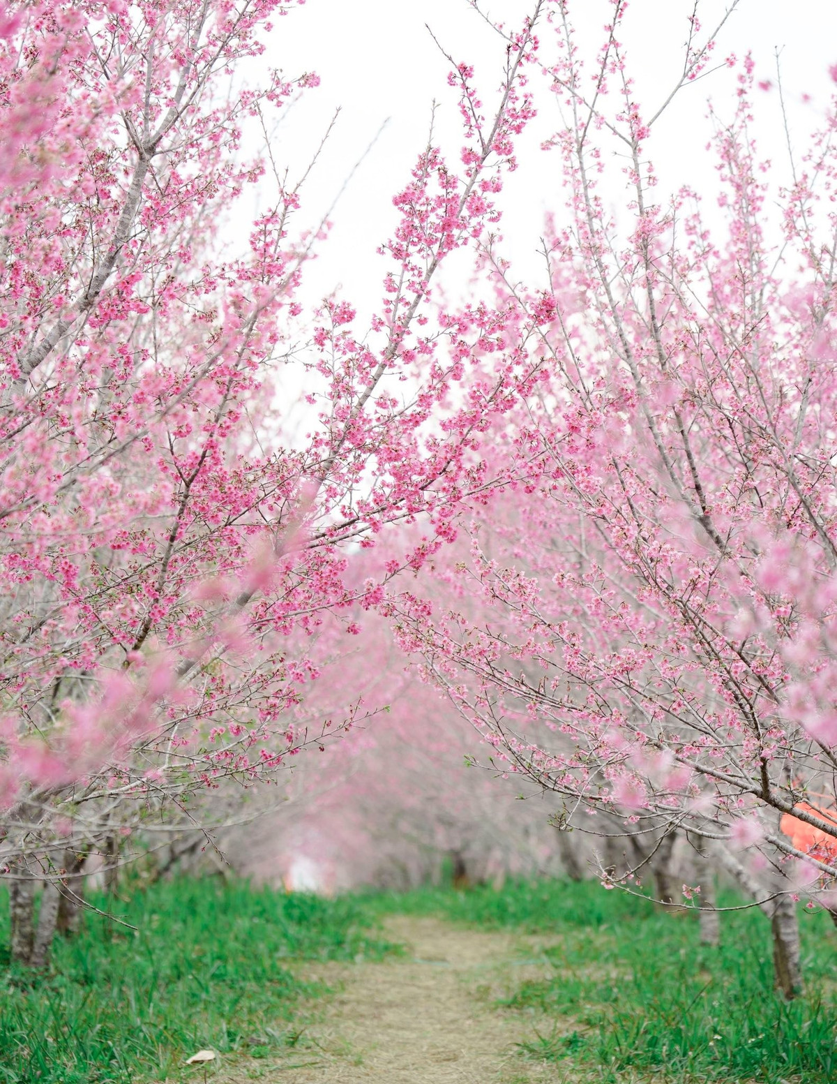 Tuy nhiên, hình thức này đòi hỏi du khách phải chủ động theo dõi thời điểm hoa nở, cập nhật thông tin lễ hội, chuẩn bị phương tiện phù hợp và lưu ý điều kiện thời tiết vùng núi. Đặc biệt, việc giữ gìn cảnh quan, không bẻ hoa, không xả rác là yêu cầu bắt buộc để bảo vệ “mùa hoa” cho những năm sau.