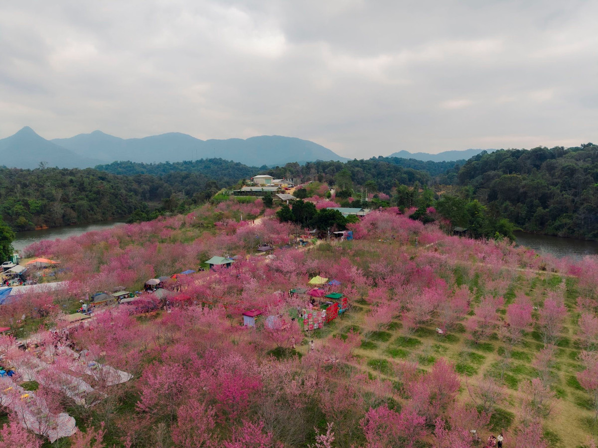 Trước sức hút của mùa hoa anh đào, nhiều công ty lữ hành đã đưa Mường Phăng – hồ Pá Khoang vào các chương trình tour đầu năm. Khảo sát cho thấy, tour 1 ngày và 2 ngày 1 đêm là lựa chọn phổ biến. Với tour 1 ngày, du khách xuất phát từ TP Điện Biên Phủ, tham quan đảo hoa anh đào, chụp ảnh, ăn trưa với đặc sản địa phương rồi trở về trong ngày, mức giá dao động khoảng 700.000–1.000.000 đồng/người.