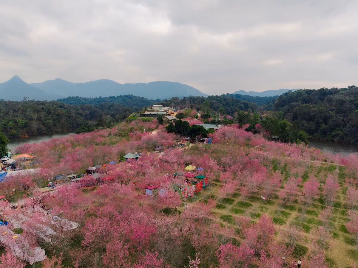 Trước sức hút của mùa hoa anh đào, nhiều công ty lữ hành đã đưa Mường Phăng – hồ Pá Khoang vào các chương trình tour đầu năm. Khảo sát cho thấy, tour 1 ngày và 2 ngày 1 đêm là lựa chọn phổ biến. Với tour 1 ngày, du khách xuất phát từ TP Điện Biên Phủ, tham quan đảo hoa anh đào, chụp ảnh, ăn trưa với đặc sản địa phương rồi trở về trong ngày, mức giá dao động khoảng 700.000–1.000.000 đồng/người.