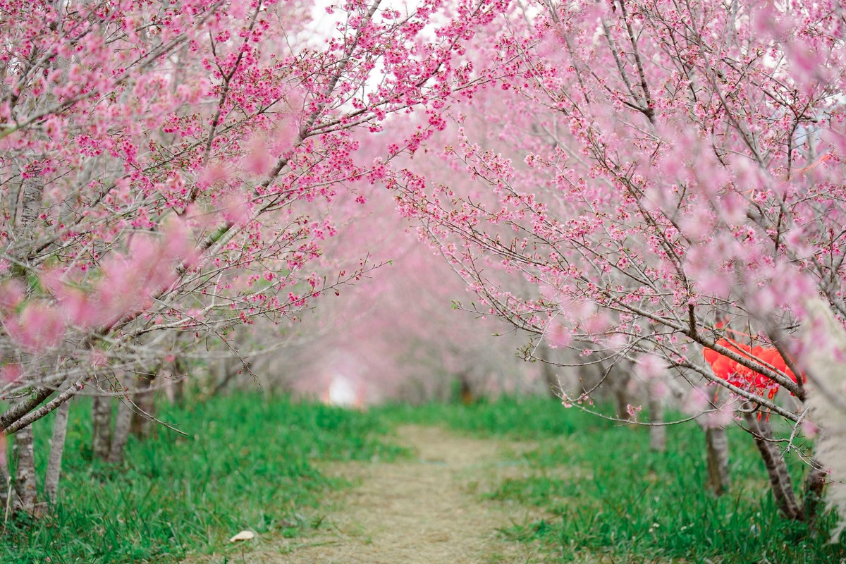 Bên cạnh tour trọn gói, không ít du khách trẻ và người yêu nhiếp ảnh lựa chọn hình thức tự túc để chủ động thời gian và không gian trải nghiệm. Với quãng đường chỉ khoảng 20km từ trung tâm tỉnh, việc di chuyển bằng xe máy hoặc ô tô cá nhân khá thuận tiện.