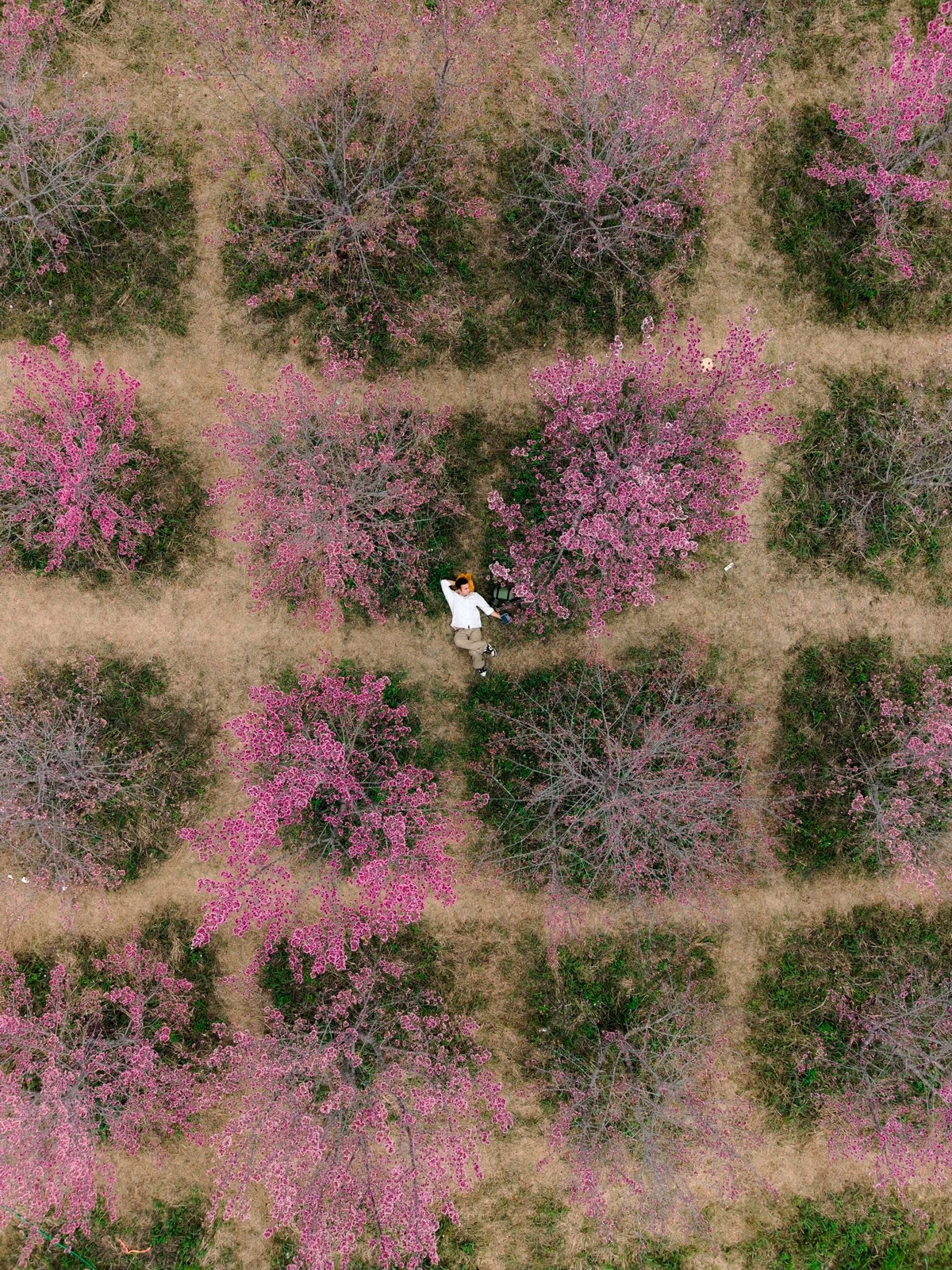 Khi hoa vào độ rực rỡ, từng tán cây nhuộm hồng mặt hồ Pá Khoang, mang đến khung cảnh nên thơ khiến nhiều du khách ví von như “Nhật Bản thu nhỏ” giữa Tây Bắc.