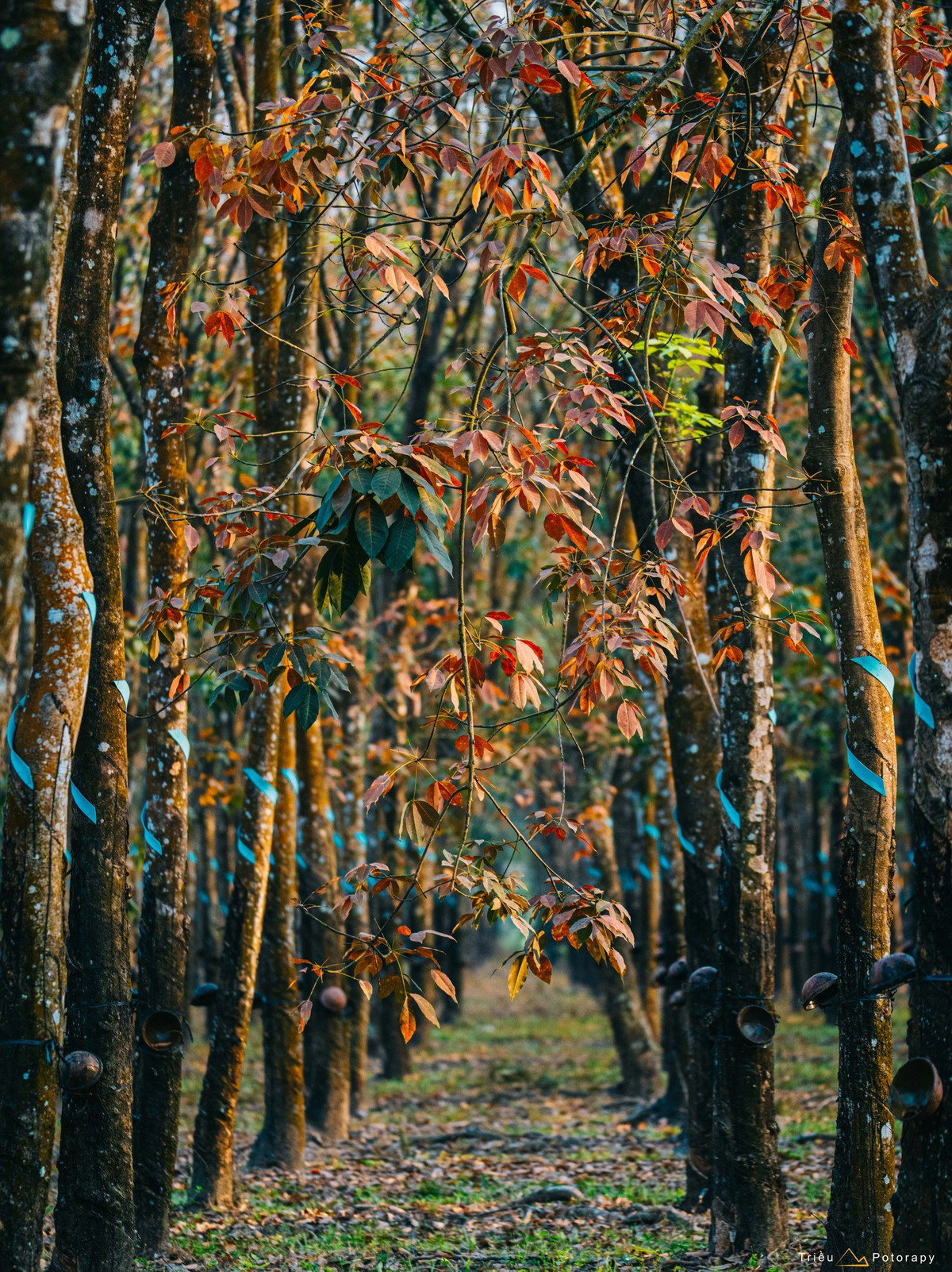 Sau mùa lá rụng, những mầm non xanh biếc lại âm thầm nhú lên trên các cành khẳng khiu, báo hiệu một chu kỳ sinh trưởng mới. Cảnh cũ – mới đan xen khiến nhiều người cho rằng mùa cao su thay lá ở miền Đông Nam Bộ đẹp chẳng hề thua kém mùa lá phong nơi xứ lạnh. Khi xuân chạm ngõ, chồi non bung nở, khu rừng lại tiếp tục câu chuyện tuần hoàn lặng lẽ nhưng đầy sức sống. Ảnh Triều Potorapy