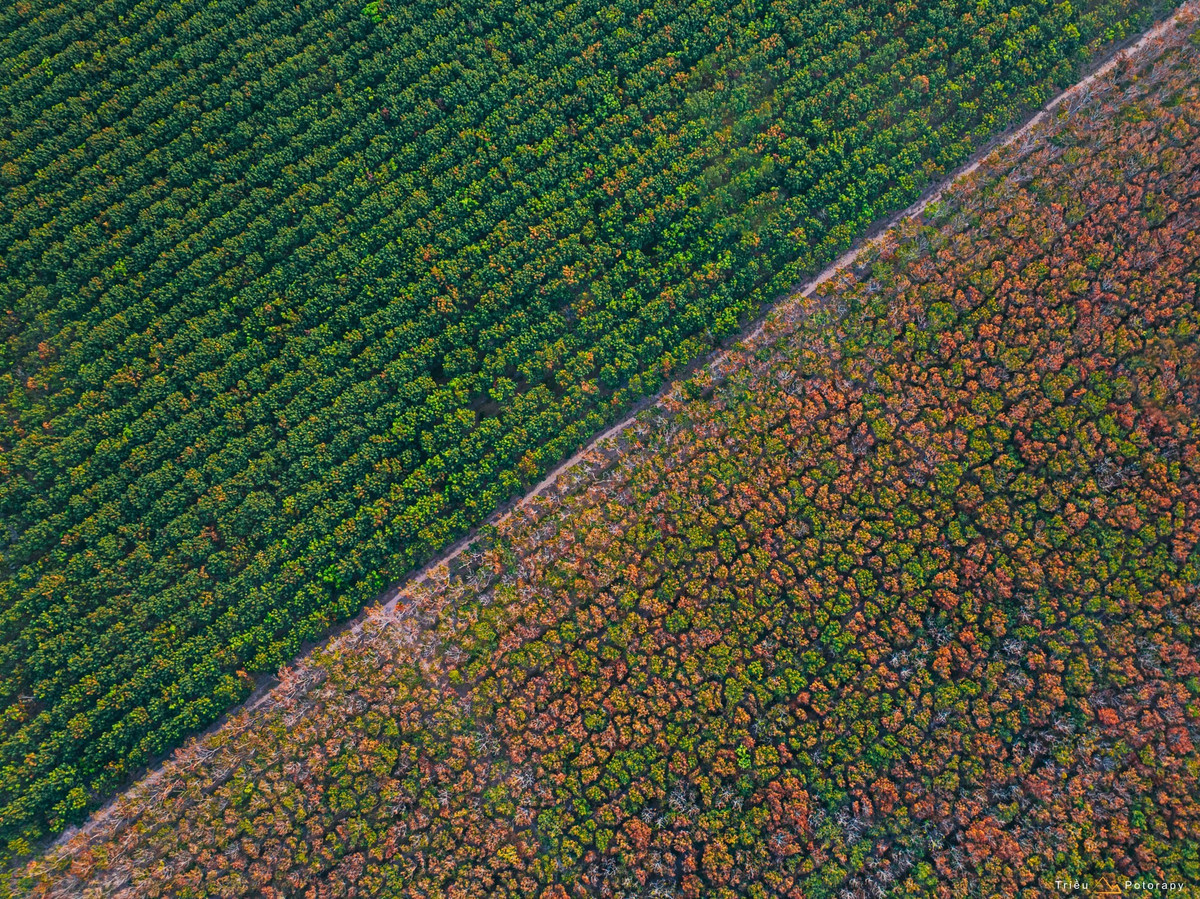 Nếu từng mê mẩn sắc lá đỏ rực trong những bộ phim Hàn Quốc, Nhật Bản hay hình ảnh rừng lá phong ở Canada, nhiều du khách không khỏi ngỡ ngàng khi bắt gặp rừng cao su Tây Ninh khoác lên mình bảng màu ấm áp của vàng, cam, đỏ. Giữa miền Đông Nam Bộ nắng gió, khung cảnh ấy hiện ra vừa lạ lẫm vừa nên thơ. Ảnh Triều Potorapy