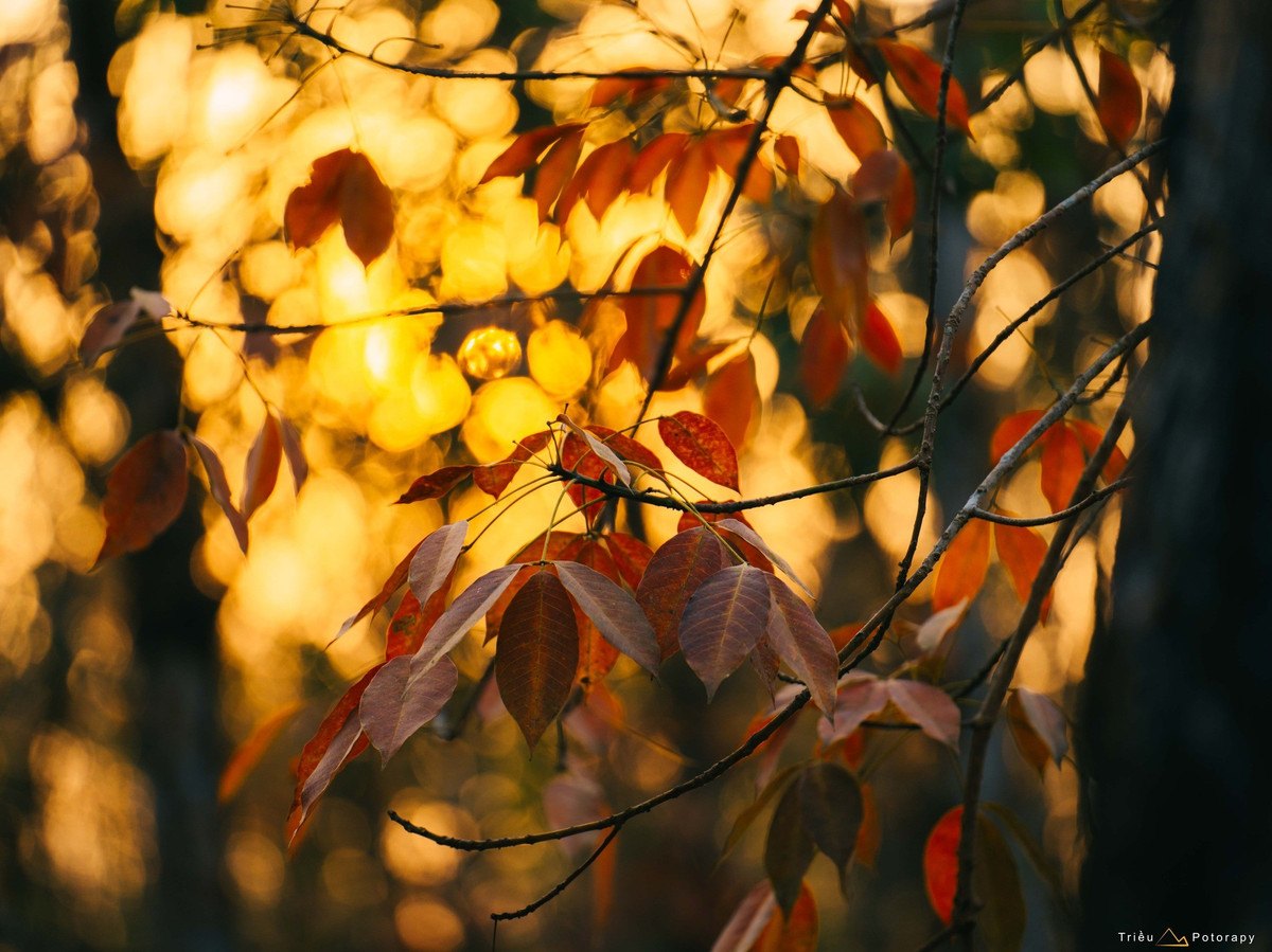 Không chỉ đẹp để ngắm và chụp ảnh, rừng cao su còn gắn bó mật thiết với đời sống của nhiều thế hệ người dân địa phương. Những con đường mòn xuyên rừng, chén hứng mủ, dao cạo cao su hay tiếng xe máy nổ vang lúc tờ mờ sáng đã trở thành nhịp sống quen thuộc. Đó là một thế giới bình dị, cần mẫn và bền bỉ – nơi cây cao su không chỉ mang giá trị kinh tế mà còn là ký ức, sinh kế và cảnh quan sinh thái gắn liền với vùng đất Thạnh Đức, Tây Ninh. Ảnh Triều Potorapy