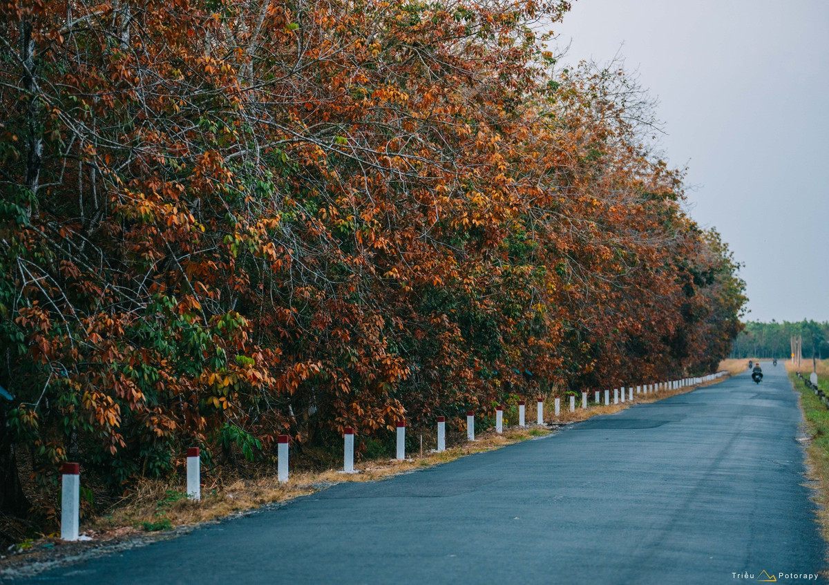 Sắc xanh quen thuộc dần phai nhạt, nhường chỗ cho lớp lá úa vàng, cam đỏ rơi kín lối đi. Ánh nắng nhẹ cuối ngày xuyên qua tán cây, tạo nên những mảng sáng – tối đan xen, khiến cả khu rừng như một thước phim điện ảnh. Ảnh Triều Potorapy