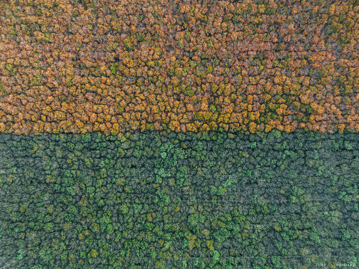 Dù không quá nổi tiếng như rừng cao su quanh hồ Dầu Tiếng, nhiều khu rừng cao su tại xã Thạnh Đức, tỉnh Tây Ninh vẫn sở hữu nét quyến rũ riêng. Không gian yên tĩnh, ít du khách, những hàng cây thẳng tắp nối dài tít tắp tạo nên cảm giác bình yên hiếm có – điều mà giới trẻ đang ngày càng tìm kiếm trong những chuyến đi ngắn ngày. Ảnh Triều Potorapy