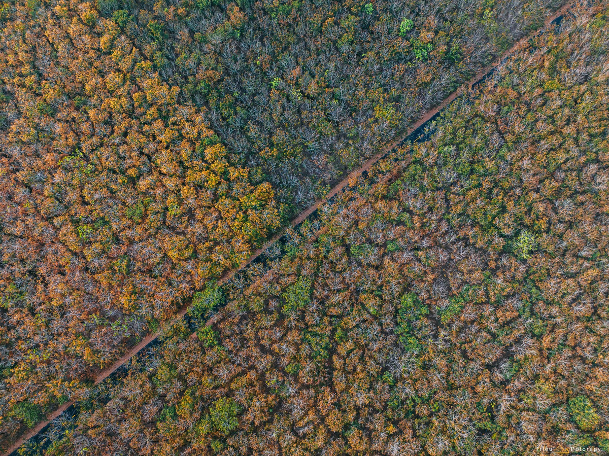 Không chỉ có núi Bà Đen hay hồ Dầu Tiếng, Tây Ninh những năm gần đây còn khiến du khách bất ngờ bởi vẻ đẹp rất khác: rừng cao su mùa thay lá. Vào những tháng cuối năm, khi nắng bớt gắt và không khí dịu lại, cả khu rừng như bước vào thời khắc chuyển mình lặng lẽ nhưng đầy cuốn hút. Ảnh Triều Potorapy