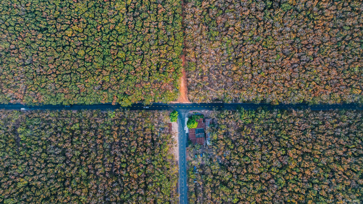 Theo những người yêu du lịch và nhiếp ảnh, thời điểm đẹp nhất để ghé thăm rừng cao su là từ cuối tháng 11 đến khoảng tháng 3 năm sau. Khi ấy, cao su bước vào mùa thay lá. Ảnh Triều Potorapy