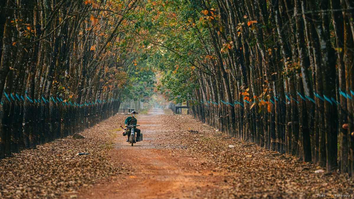 Con đường nhỏ xuyên rừng phủ đầy lá rụng thường được ví von như đang lạc bước giữa rừng bạch dương châu Âu hay một góc mùa thu Hàn Quốc. Chỉ cần một chiếc xe máy, một bộ trang phục đơn giản và chiếc máy ảnh, du khách đã có thể mang về hàng loạt khung hình “đậm chất điện ảnh” mà không cần đi quá xa. Ảnh Triều Potorapy