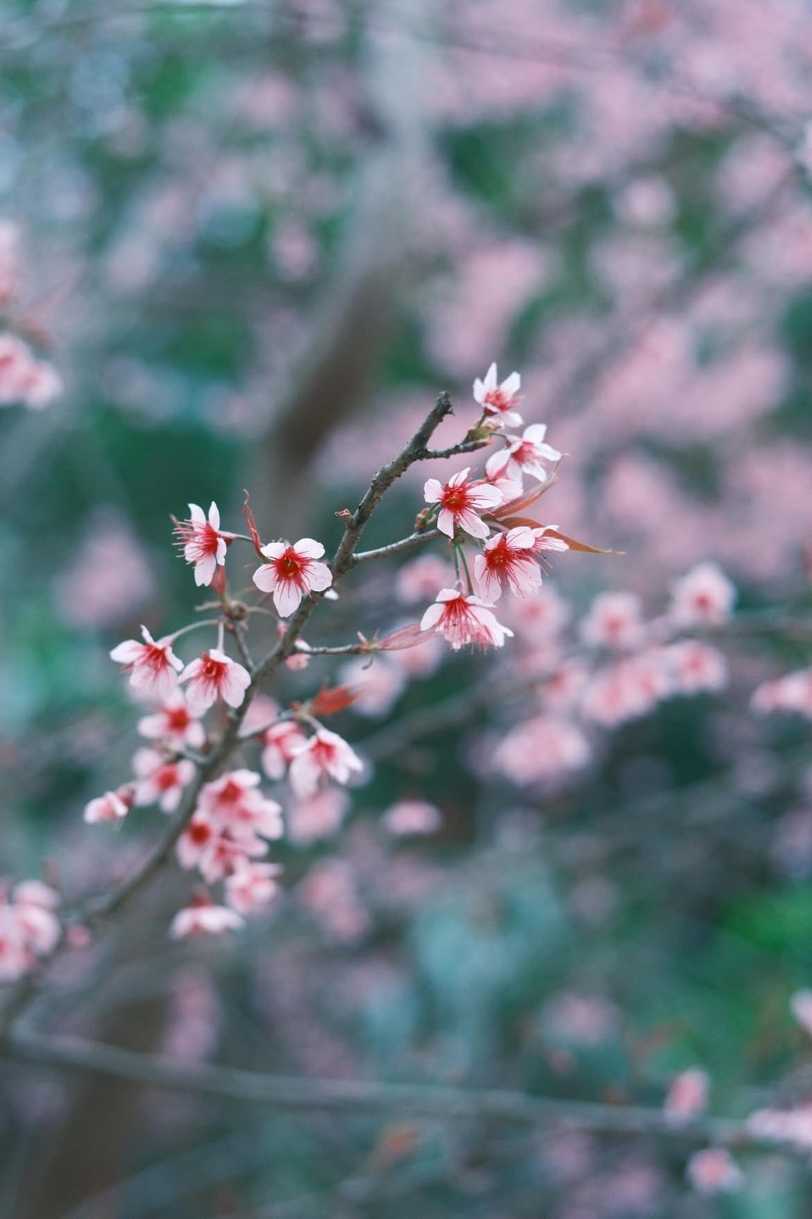 Hoa anh đào ở Mường Típ có nguồn gốc tự nhiên từ khu vực rừng giáp biên giới Việt – Lào. Nhờ khí hậu lạnh đặc trưng cùng thổ nhưỡng núi cao, loài hoa này mang vẻ đẹp rất riêng: cánh dày, nhụy hồng đậm, sắc hoa chuyển dần từ hồng phấn ở gốc cánh sang màu nhạt hơn ở đầu cánh. Khi nở rộ, từng chùm hoa xếp lớp, mềm mại nhưng không mong manh, nổi bật giữa nền núi rừng xám xanh mùa đông. Ảnh haflee412