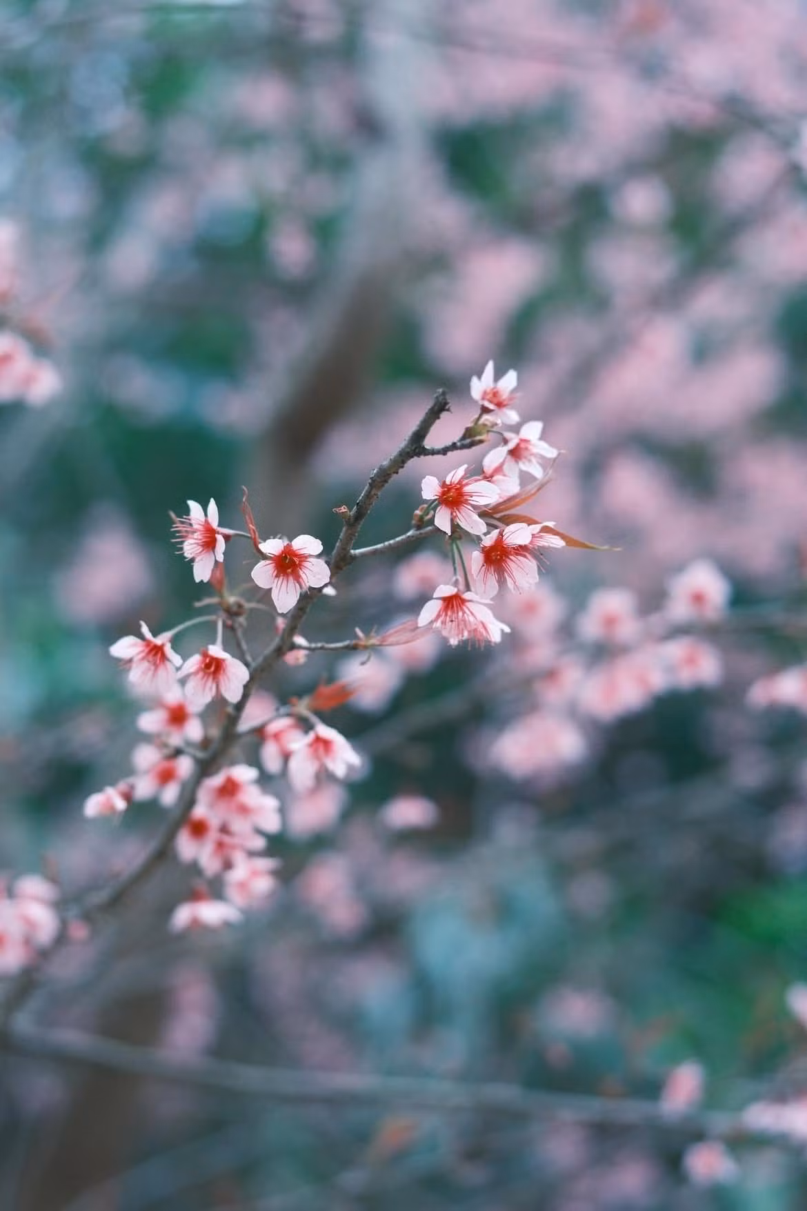 Hoa anh đào ở Mường Típ có nguồn gốc tự nhiên từ khu vực rừng giáp biên giới Việt – Lào. Nhờ khí hậu lạnh đặc trưng cùng thổ nhưỡng núi cao, loài hoa này mang vẻ đẹp rất riêng: cánh dày, nhụy hồng đậm, sắc hoa chuyển dần từ hồng phấn ở gốc cánh sang màu nhạt hơn ở đầu cánh. Khi nở rộ, từng chùm hoa xếp lớp, mềm mại nhưng không mong manh, nổi bật giữa nền núi rừng xám xanh mùa đông. Ảnh haflee412