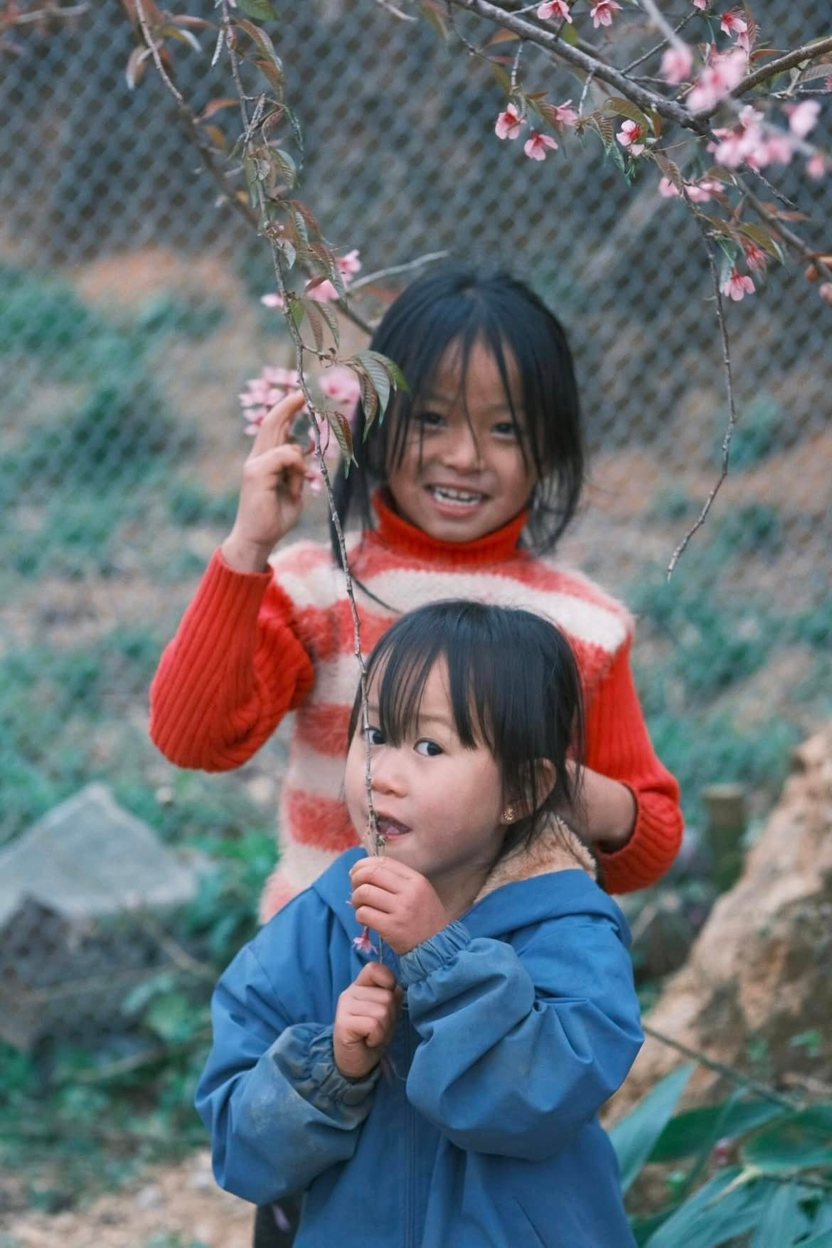 Trong nắng sớm, sắc hoa ánh lên vẻ trong trẻo; đến chiều, ánh hoàng hôn khiến cả không gian như phủ một lớp hồng ấm áp, tạo nên khung cảnh yên bình, lãng đãng hiếm thấy ở vùng biên viễn. Ảnh haflee412