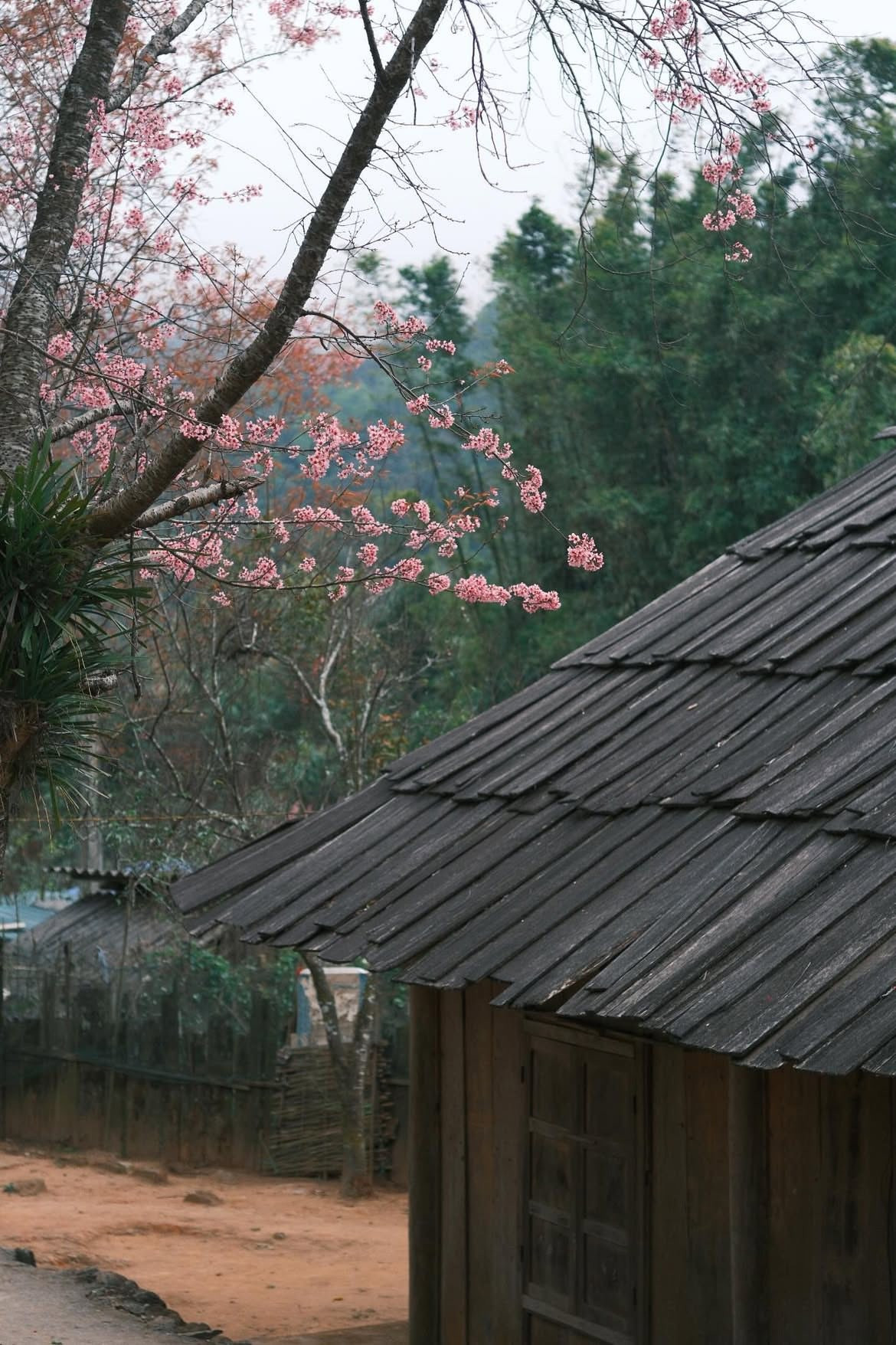 Từ khoảng cuối tháng 12, anh đào bắt đầu khoe sắc khắp các triền đồi, ven đường và quanh khu dân cư. Ban đầu chỉ là những chùm nụ phớt hồng e ấp, nhưng chỉ sau vài ngày nắng nhẹ, cả không gian bản làng đã ngập tràn sắc hoa. Ảnh haflee412