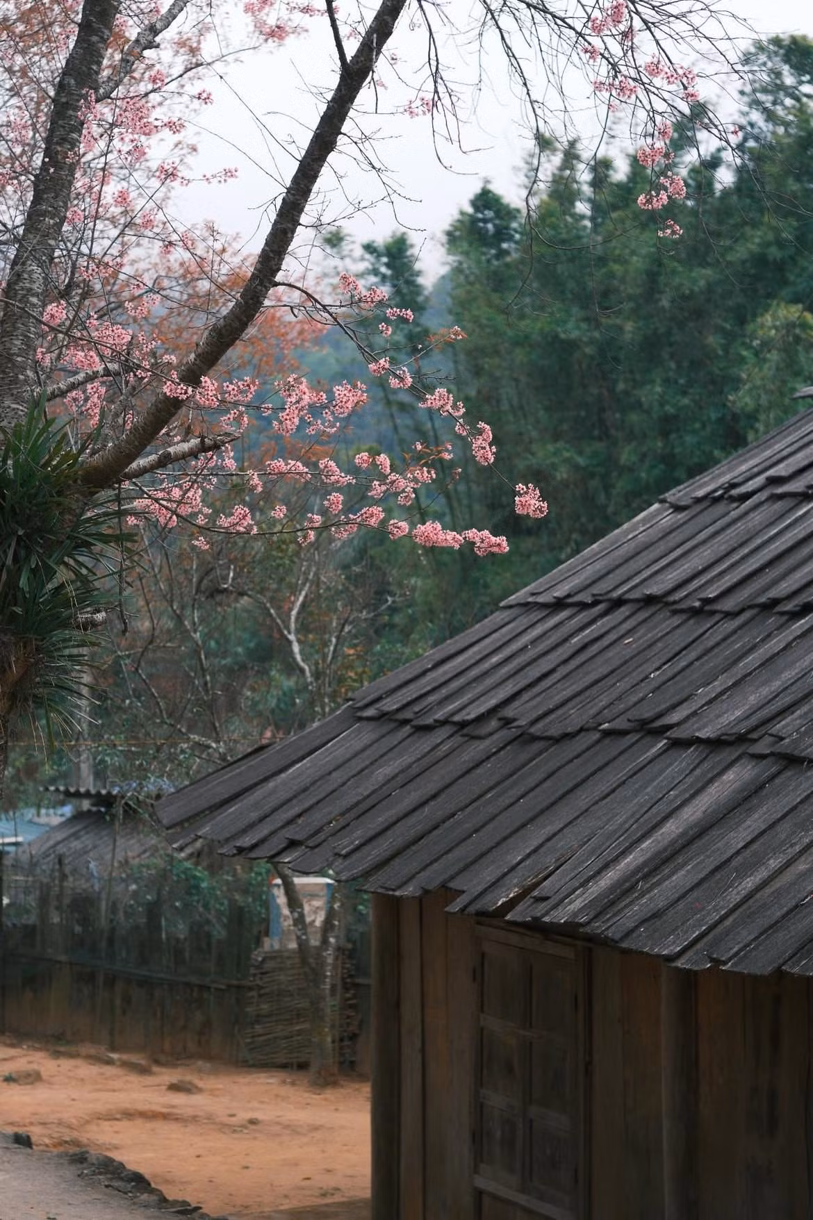 Từ khoảng cuối tháng 12, anh đào bắt đầu khoe sắc khắp các triền đồi, ven đường và quanh khu dân cư. Ban đầu chỉ là những chùm nụ phớt hồng e ấp, nhưng chỉ sau vài ngày nắng nhẹ, cả không gian bản làng đã ngập tràn sắc hoa. Ảnh haflee412