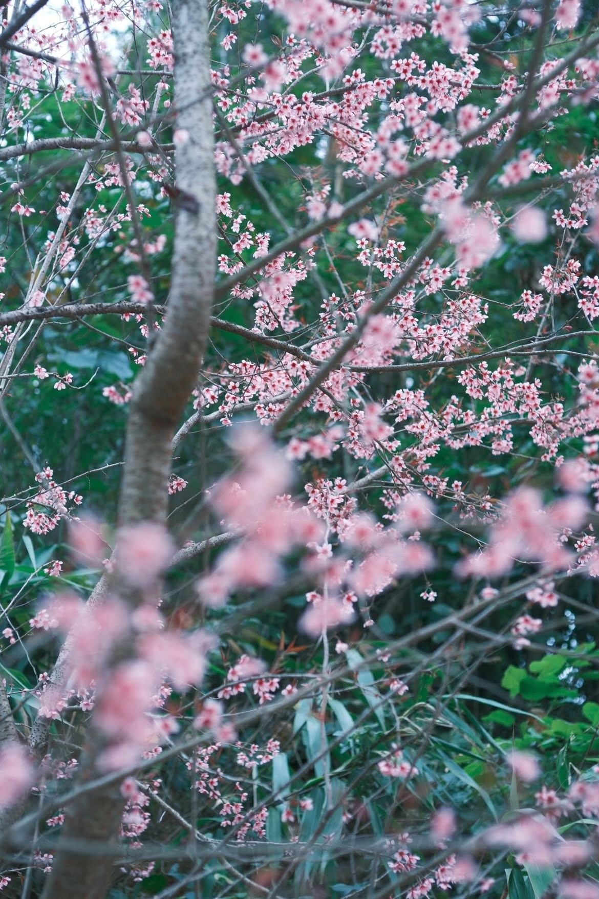 Mùa anh đào ở Mường Típ kéo dài chừng hai tháng; càng gặp những đợt rét đậm, hoa càng bền màu, giữ được vẻ tươi mới suốt những ngày đầu Xuân. Ảnh haflee412