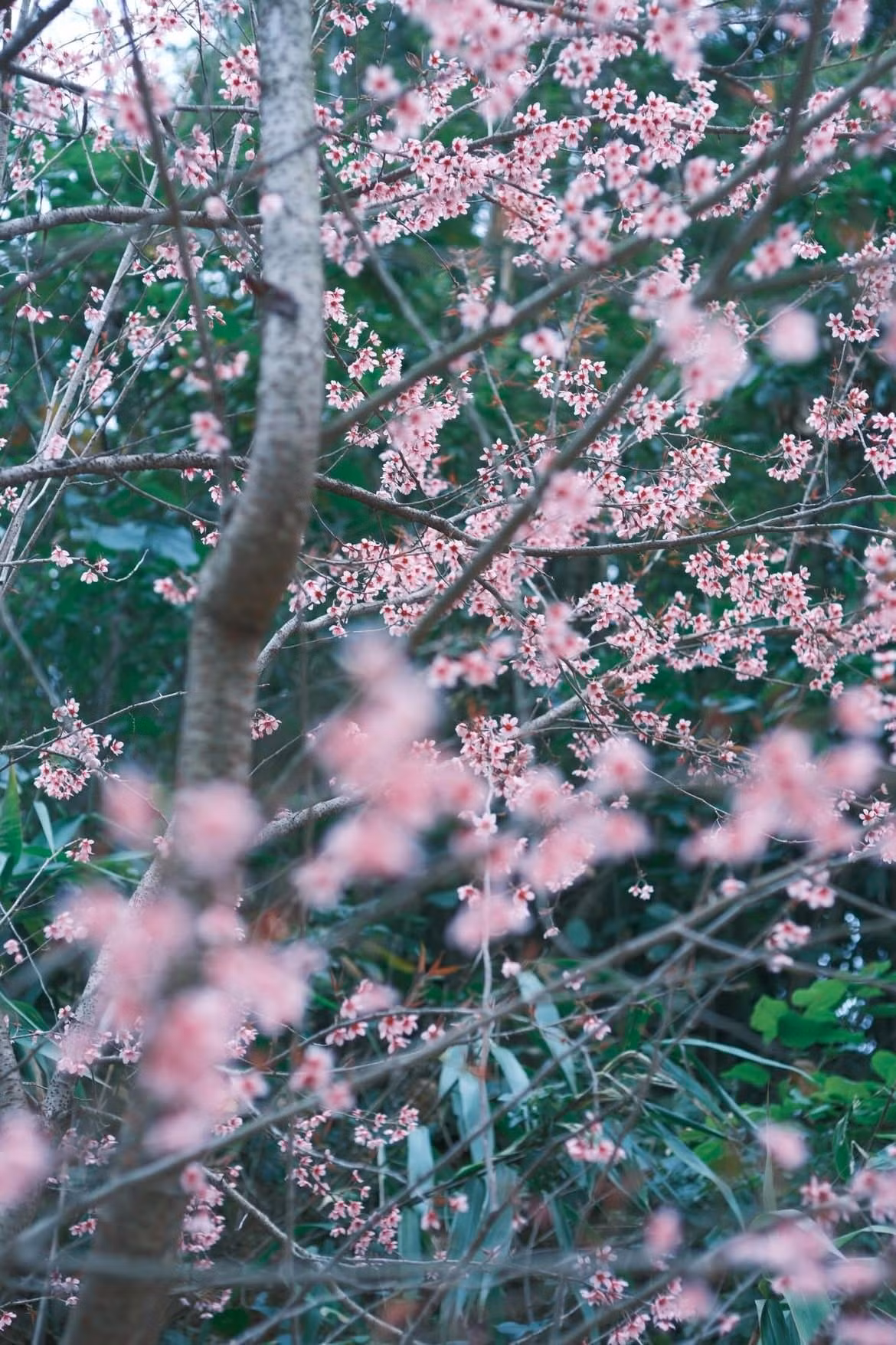 Mùa anh đào ở Mường Típ kéo dài chừng hai tháng; càng gặp những đợt rét đậm, hoa càng bền màu, giữ được vẻ tươi mới suốt những ngày đầu Xuân. Ảnh haflee412