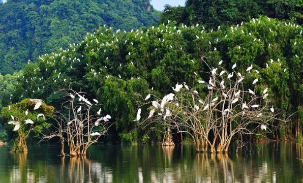Khu bảo tồn thiên nhiên Bạc Liêu (Cà Mau) là nơi cư trú của hơn 100 loài chim với hơn 60.000 cá thể, bao gồm cò trắng, diệc, vạc và quắm đe, thích hợp cho các chuyến tham quan mùa sinh sản từ tháng 5 đến tháng 10. Ảnh VnTrip