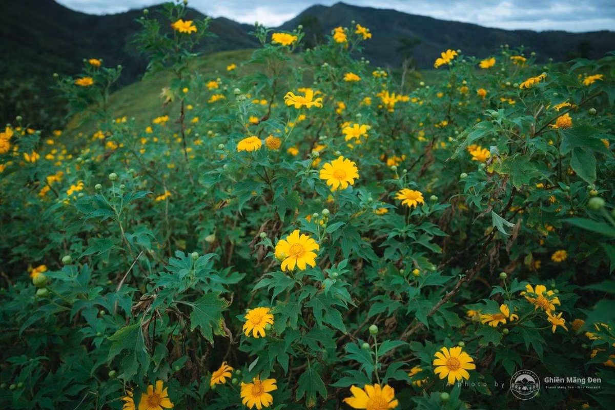 Năm 2025, lễ hội diễn ra từ 14–16/11, mang đến những hoạt động đặc sắc: tái hiện lễ mừng chiến thắng của người Ba Na, biểu diễn cồng chiêng sôi động và thưởng thức các món đặc sản đặc trưng Gia Lai.