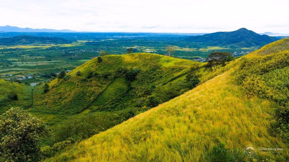 Dọc theo lối lên núi, những khóm dã quỳ mọc san sát hai bên, tạo thành những luống hoa vàng rực rỡ. Đây cũng là địa điểm check-in lý tưởng, nơi du khách dễ dàng có những khung hình ấn tượng giữa thảm hoa và nền trời cao nguyên trong xanh.