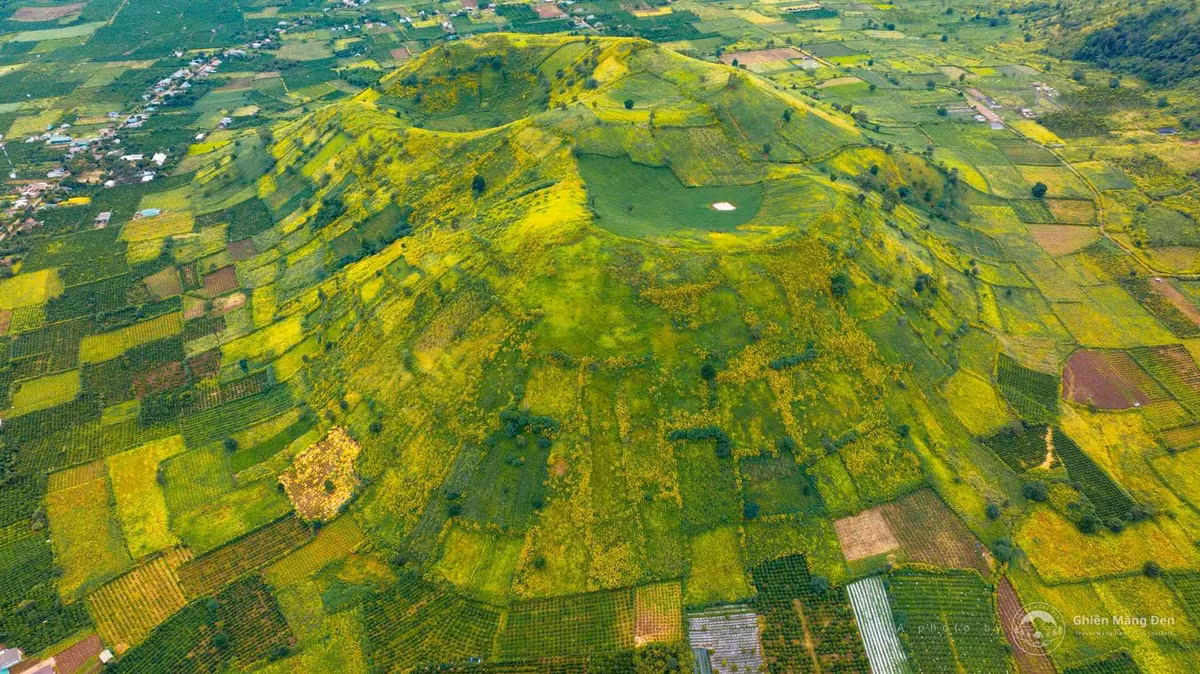 Thời điểm cuối năm, núi lửa Chư Đăng Ya (xã Biển Hồ, Gia Lai) khoác lên mình “tấm áo vàng” rực rỡ của dã quỳ, thu hút đông đảo du khách và nhiếp ảnh gia tìm đến trải nghiệm. Những bông dã quỳ vàng tươi, pha ánh cam nổi bật trên nền lá xanh, tạo nên khung cảnh vừa hùng vĩ vừa lãng mạn.