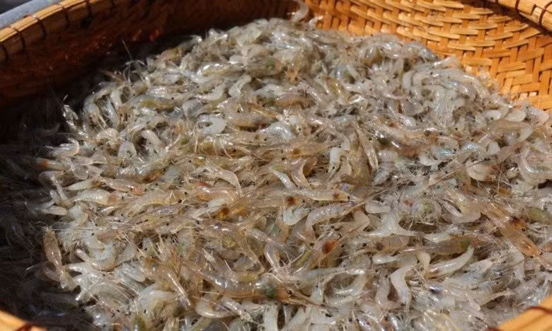 . Nguyên liệu chính của món gỏi này là tép nhảy tươi, một loại tôm nhỏ sống ở các vùng sông suối, được bắt lên còn sống và chế biến ngay tại chỗ. Ảnh dulichvietnam