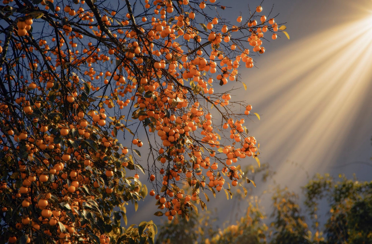 Trên những cành cây trụi lá, hàng trăm trái hồng chín vàng ươm ánh lên dưới nắng se lạnh, tạo thành khung cảnh vừa tráng lệ vừa gần gũi. Ảnh Thịnh Sa Pa Lito Travel