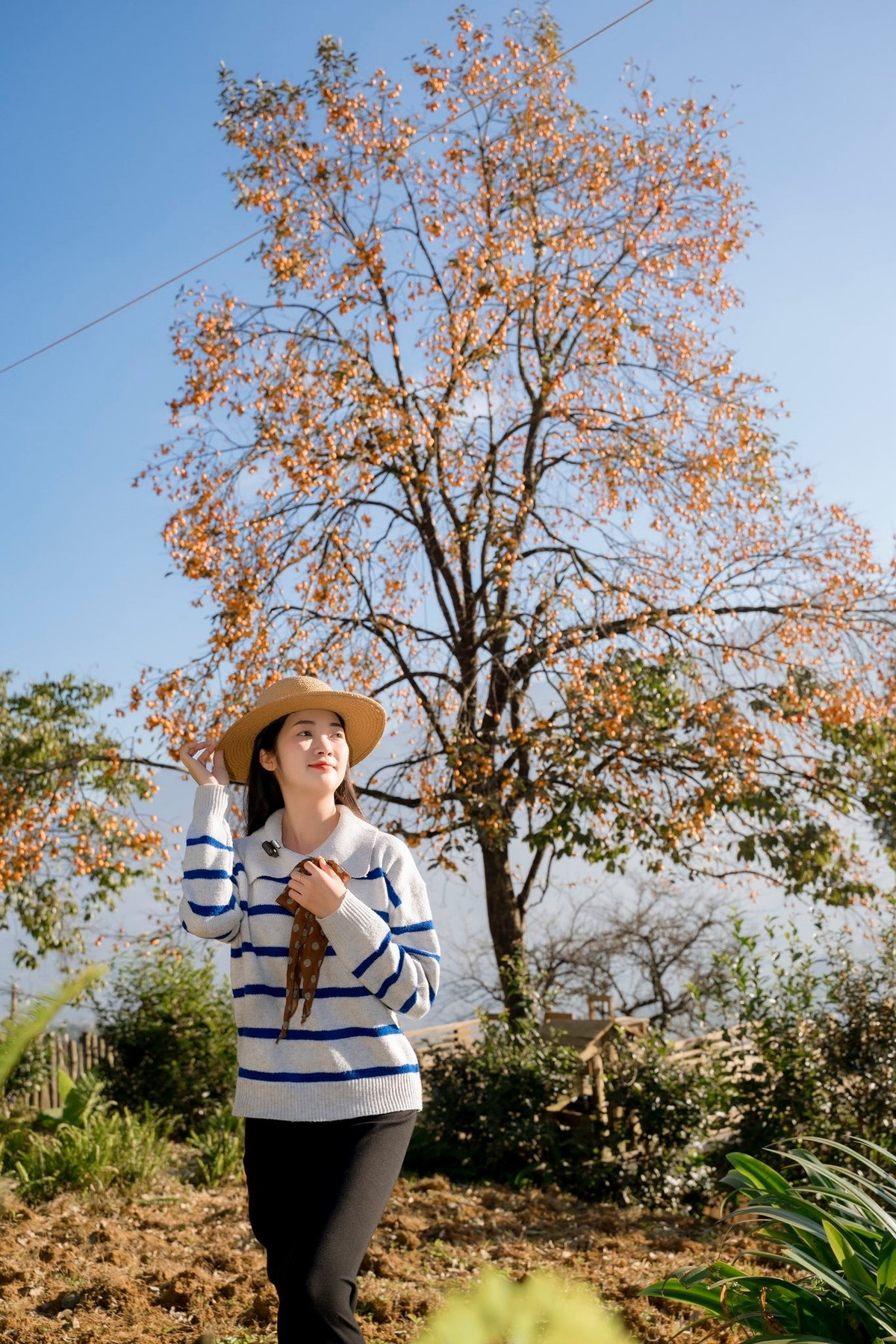 Cây hồng có tuổi đời hơn 100 năm, nằm trong khuôn viên quán cà phê nông trại, vừa bảo tồn nét đẹp cổ kính vừa phục vụ nhu cầu tham quan, chụp ảnh của du khách. Ảnh Thịnh Sa Pa Lito Travel