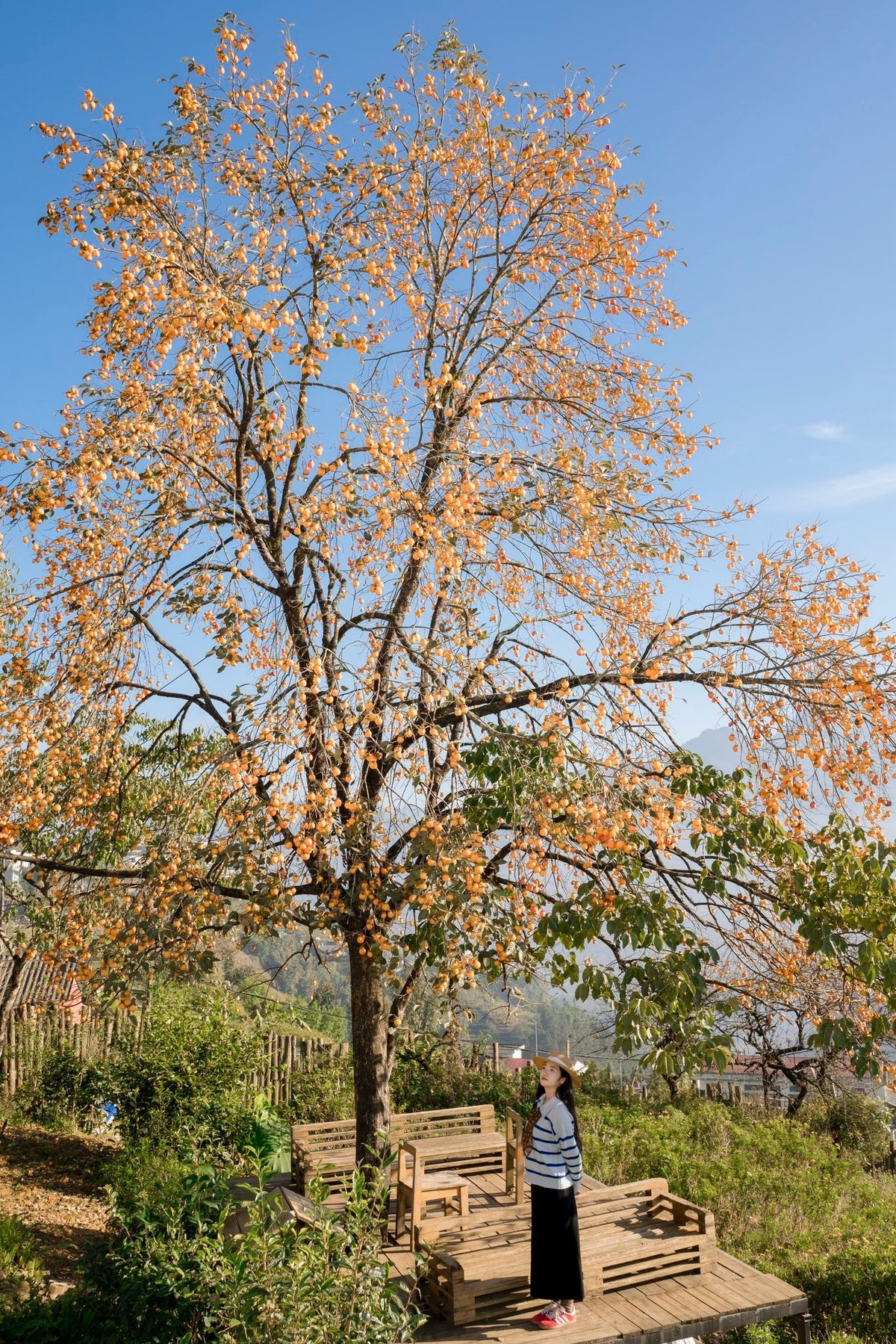 Mùa quả chín thường kéo dài từ tháng 11 đến tháng 2, khi lá đã rụng gần hết, chỉ còn những cành trĩu quả vàng rực – một cảnh tượng hiếm có, vừa thơ mộng vừa sống động. Ảnh Thịnh Sa Pa Lito Travel