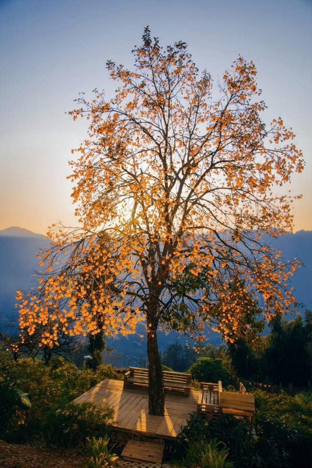 Người dân địa phương gọi vui cây hồng này là “Hoàng Hậu” của phố núi, bởi vẻ đẹp nổi bật khiến bất kỳ ai đi ngang cũng phải ngoái nhìn. Ảnh Thịnh Sa Pa Lito Travel