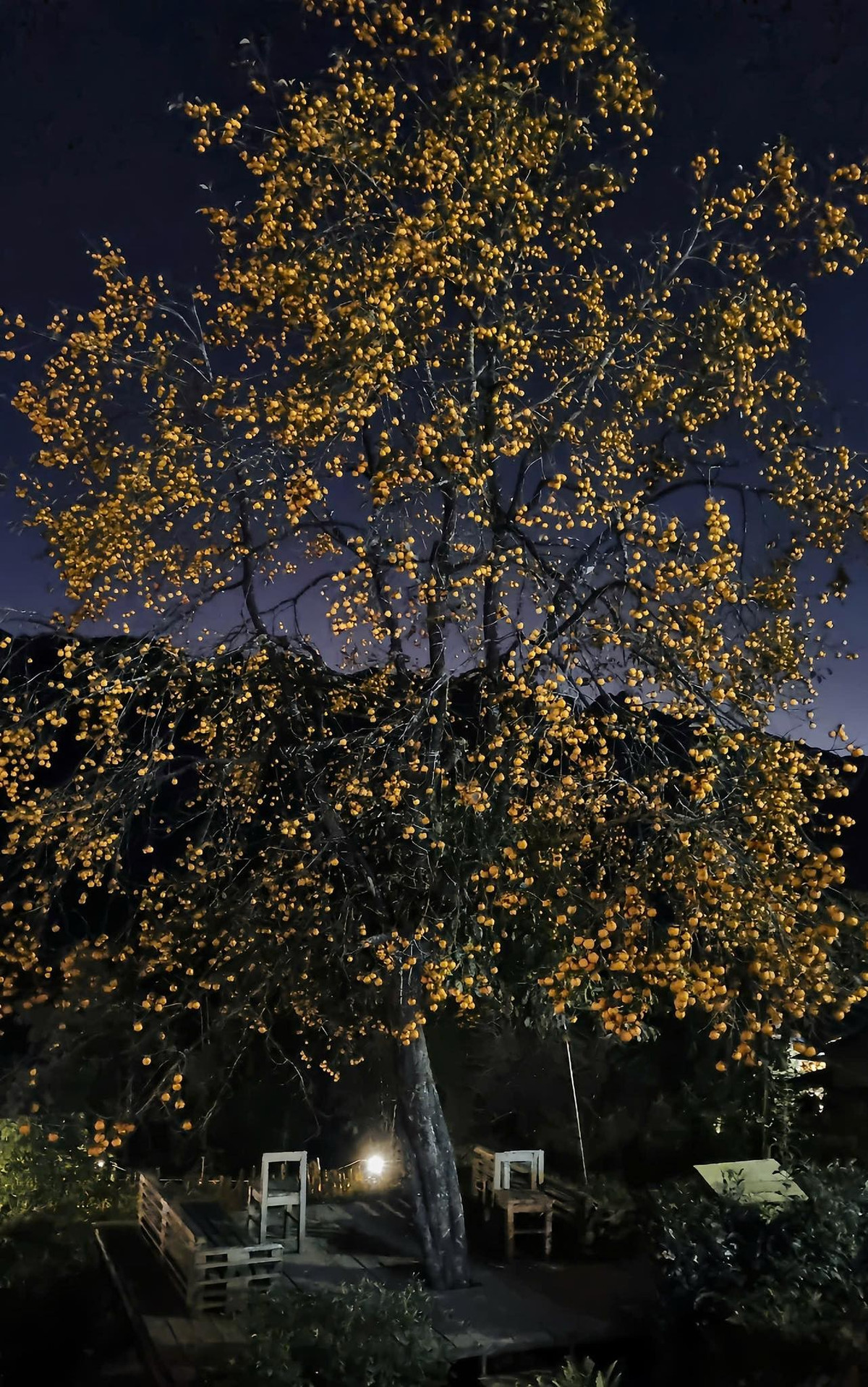 Cây hồng cổ không chỉ là điểm check-in, mà còn là biểu tượng văn hóa, gợi nhắc về đời sống nông thôn truyền thống nơi phố núi. Nhiều du khách kết hợp tham quan, thưởng thức cà phê và dạo quanh vườn để tận hưởng không gian tĩnh lặng, hòa mình vào thiên nhiên tràn đầy sức sống. Ảnh Thịnh Sa Pa Lito Travel