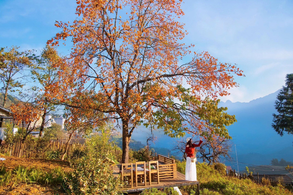 Mùa đông Sa Pa chưa vào độ lạnh cắt da nhưng lại khiến cây hồng cổ nằm trong khuôn viên một quán cà phê nông trại trên đường Violet, phường Sa Pa trở nên rực rỡ. Ảnh Trường Vũ