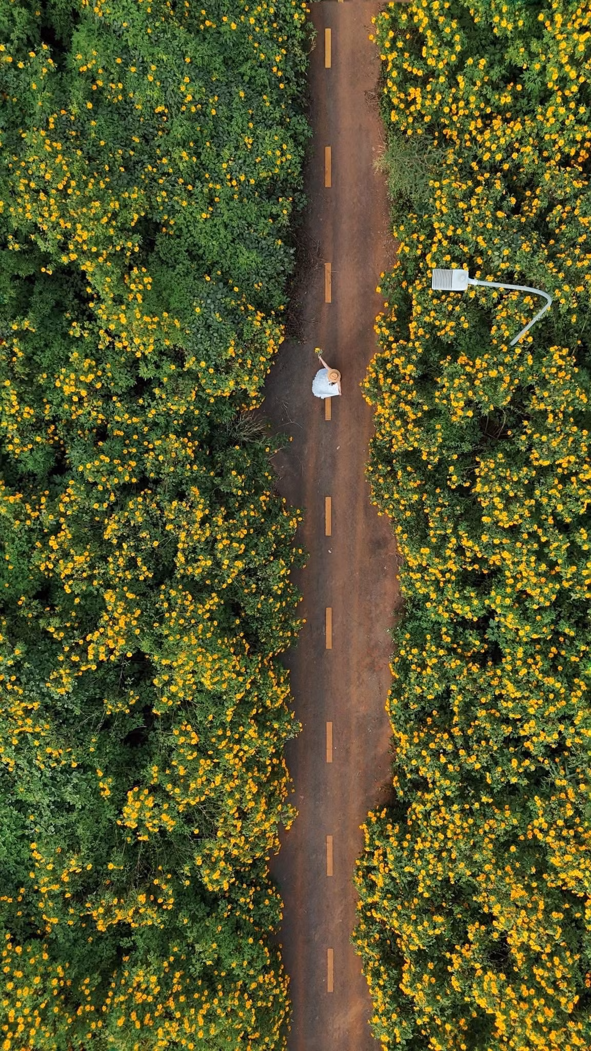 Hai bên đường là những dải dã quỳ trải dài, phù hợp chụp ảnh đối xứng, toàn cảnh hoặc concept thời trang. Khu vực gần Hồ Trên Mây là nơi lý tưởng để chụp flycam, ghi lại trọn vẹn sắc vàng bao phủ triền đồi. Ảnh Sam Sam