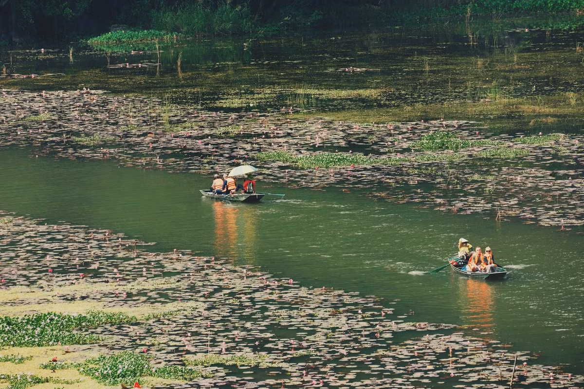 Mùa hoa súng Tam Cốc có thể không rực rỡ ồ ạt như mùa lúa chín, nhưng lại mang vẻ đẹp tinh tế và mềm mại, khiến bất cứ ai cũng dễ dàng say đắm. Trong làn sương sớm bảng lảng, sắc hồng của hoa nổi bật trên nền xanh thẫm của núi đá, tạo nên bức tranh thiên nhiên hiếm nơi nào có được.